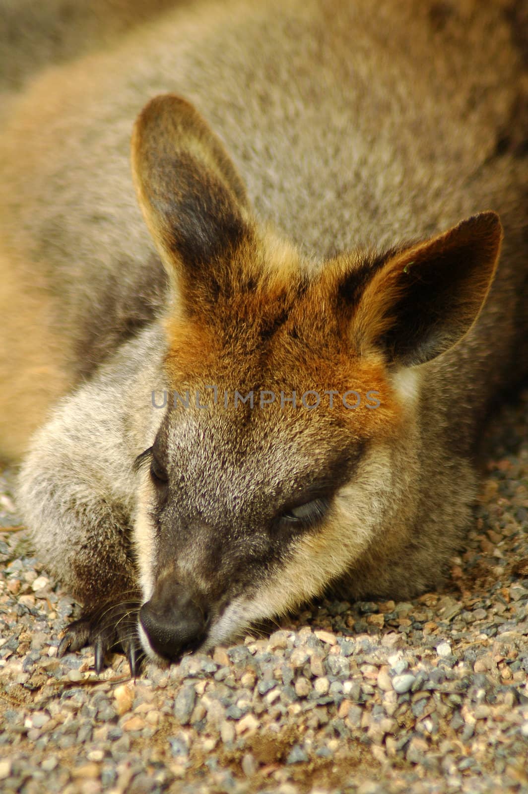 brown kangaroo resting on gravel, photo taken in sydney