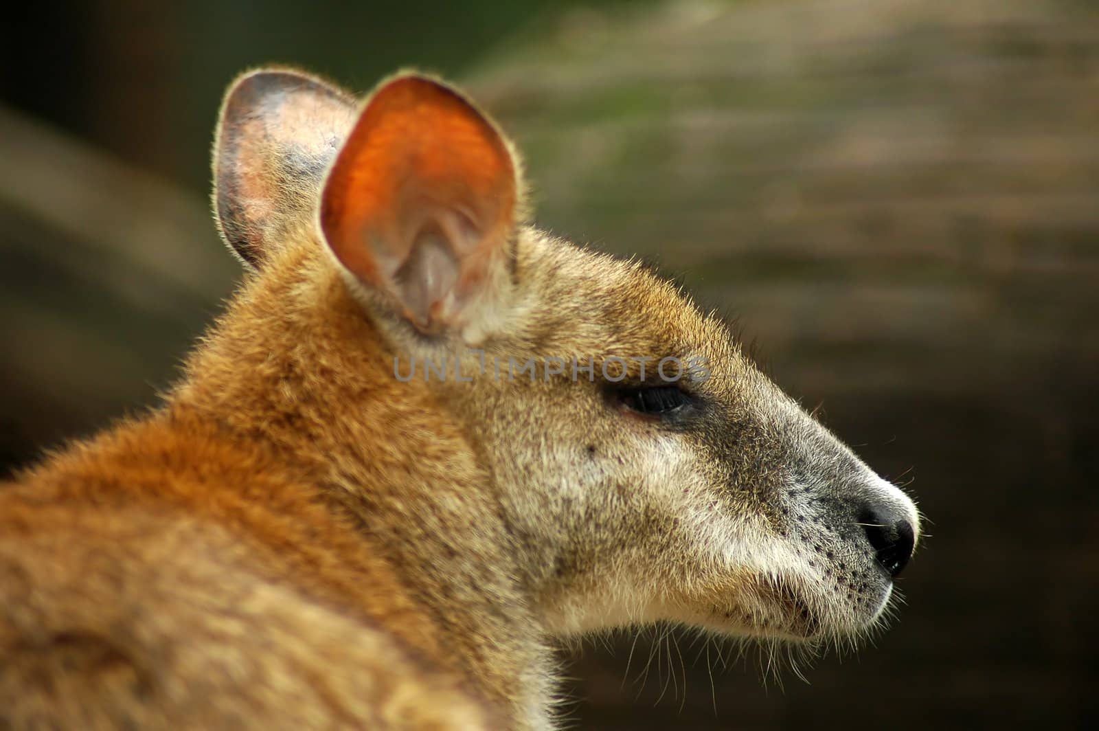 brown kangaroo head detail, blurred background