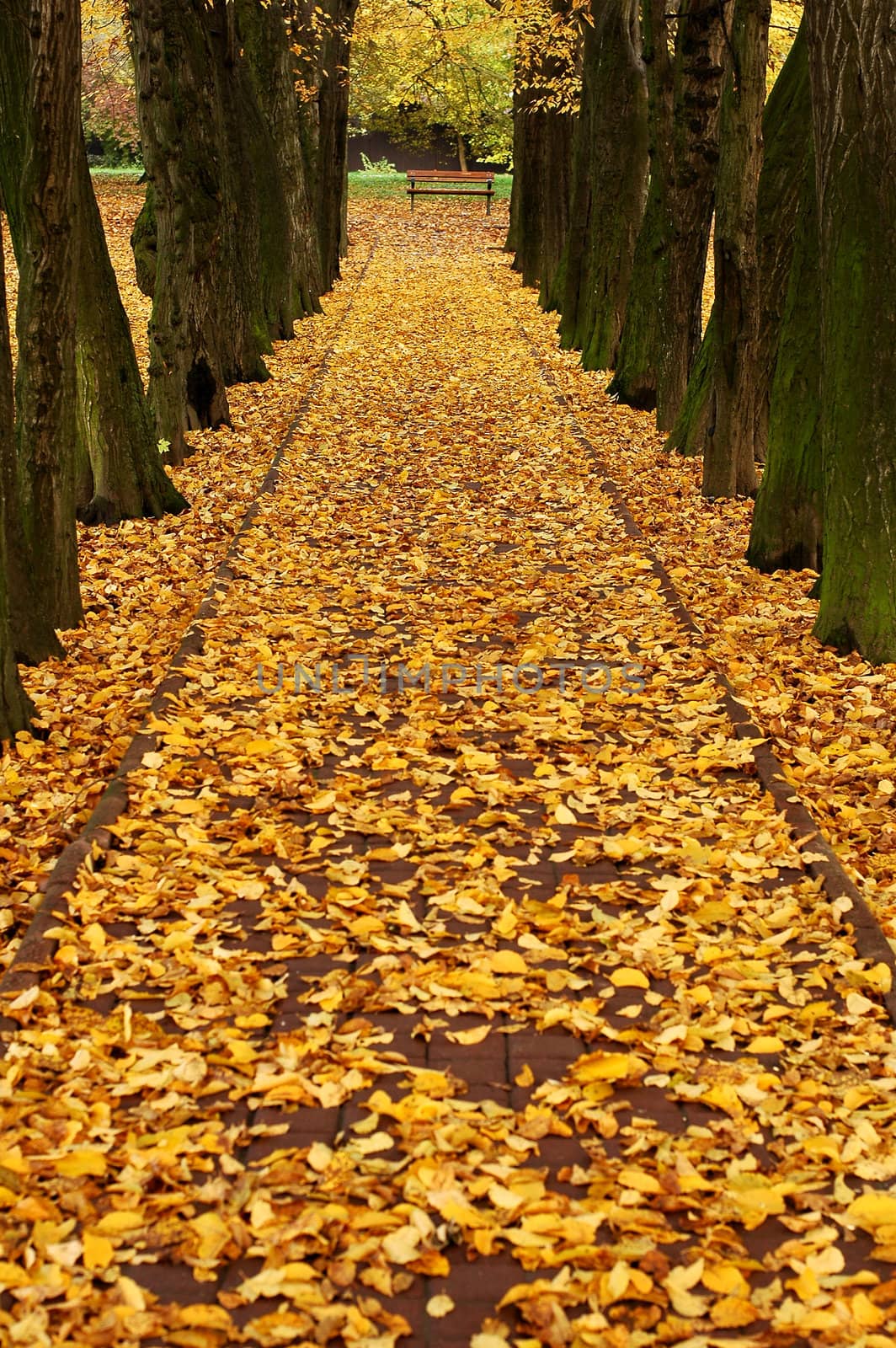 trees alley full of fallen leafs, mainly yellow color