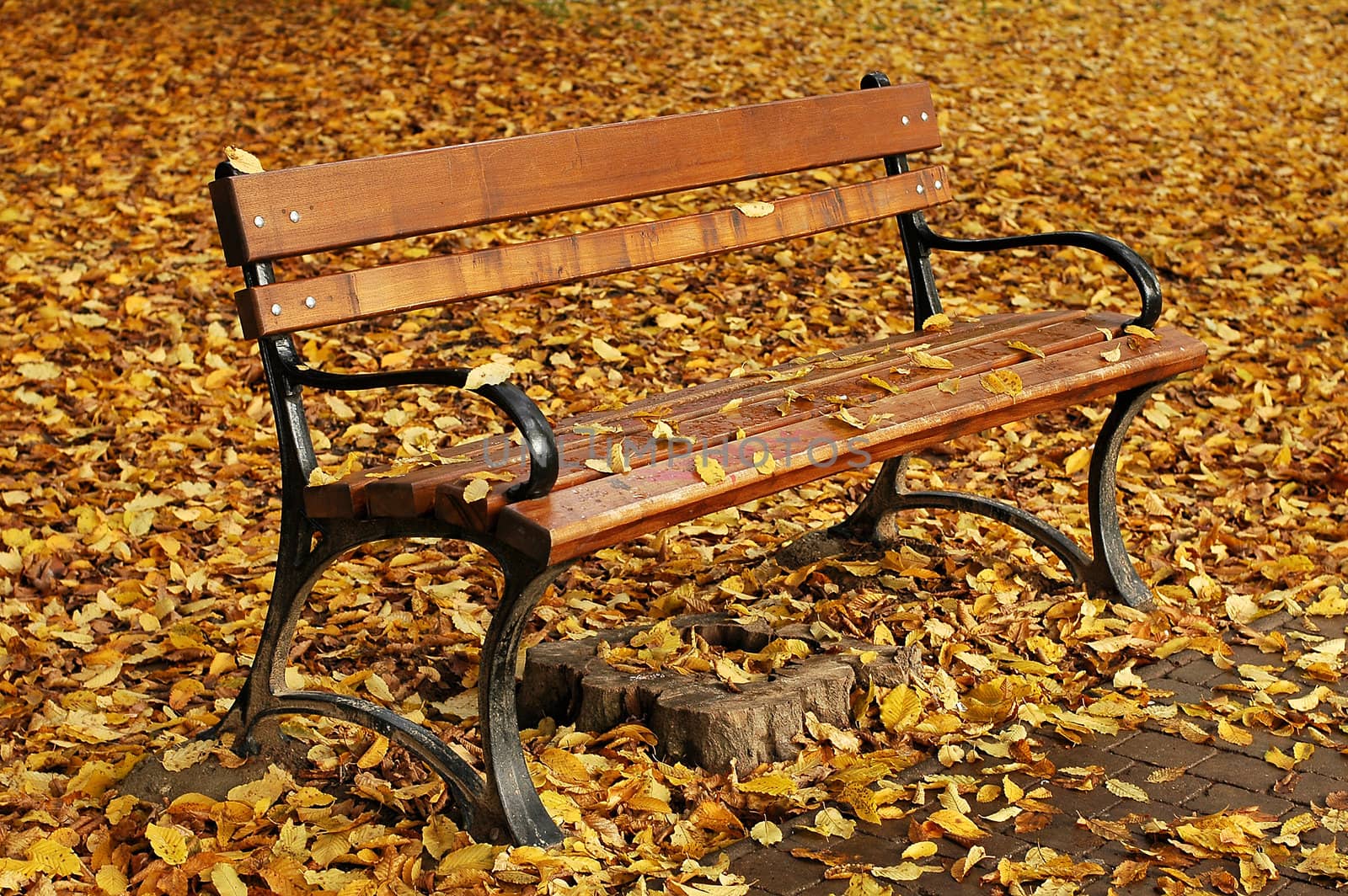 wooden bench in autumn, yellow leafs fallen on ground