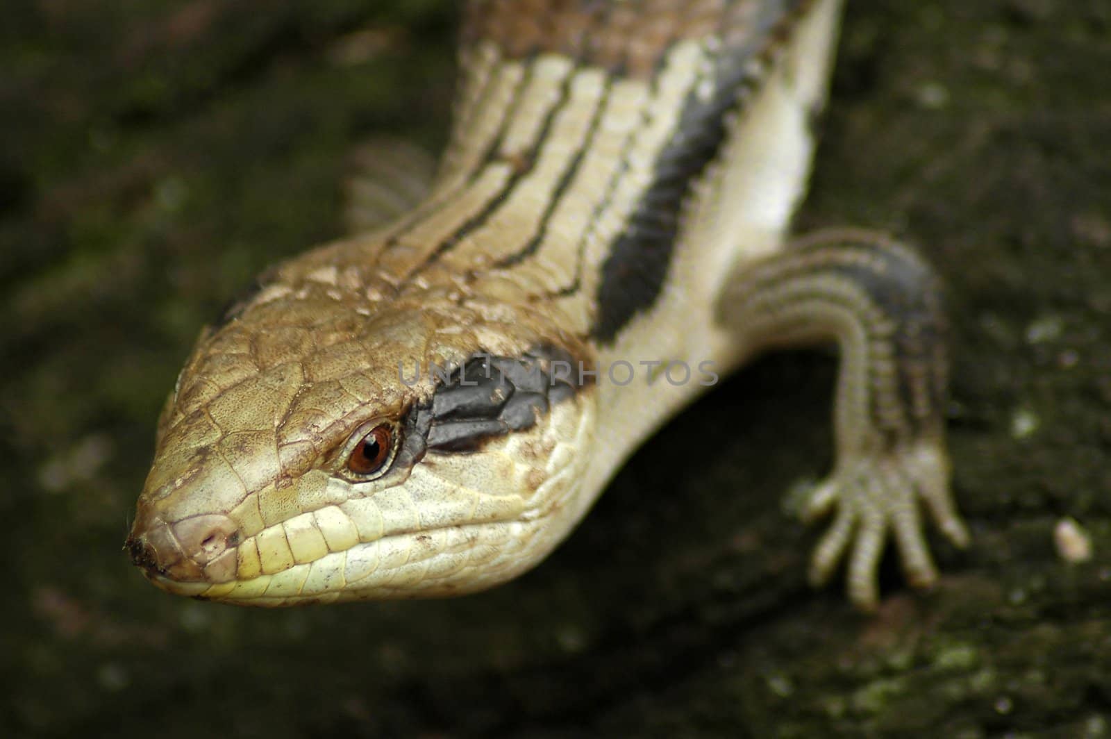 Eastern Blue-tongued Lizard on old wood, distance blurriness