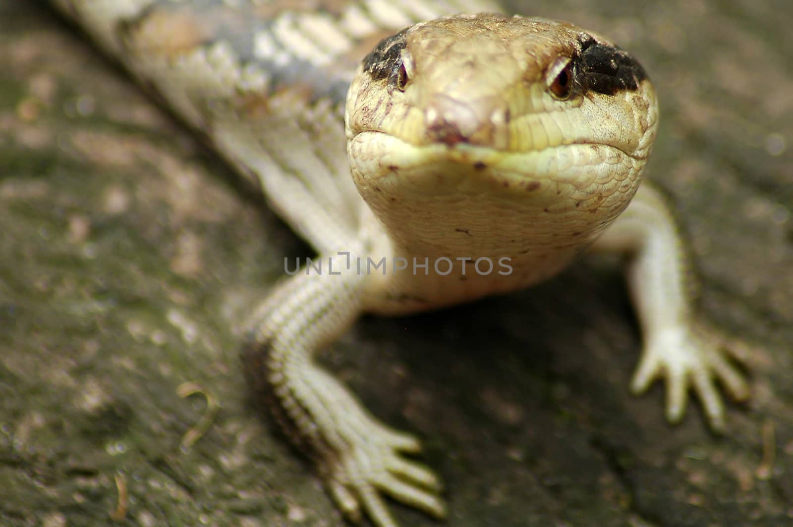 curious Eastern Blue-tongued Lizard on old wood, distance blurriness
