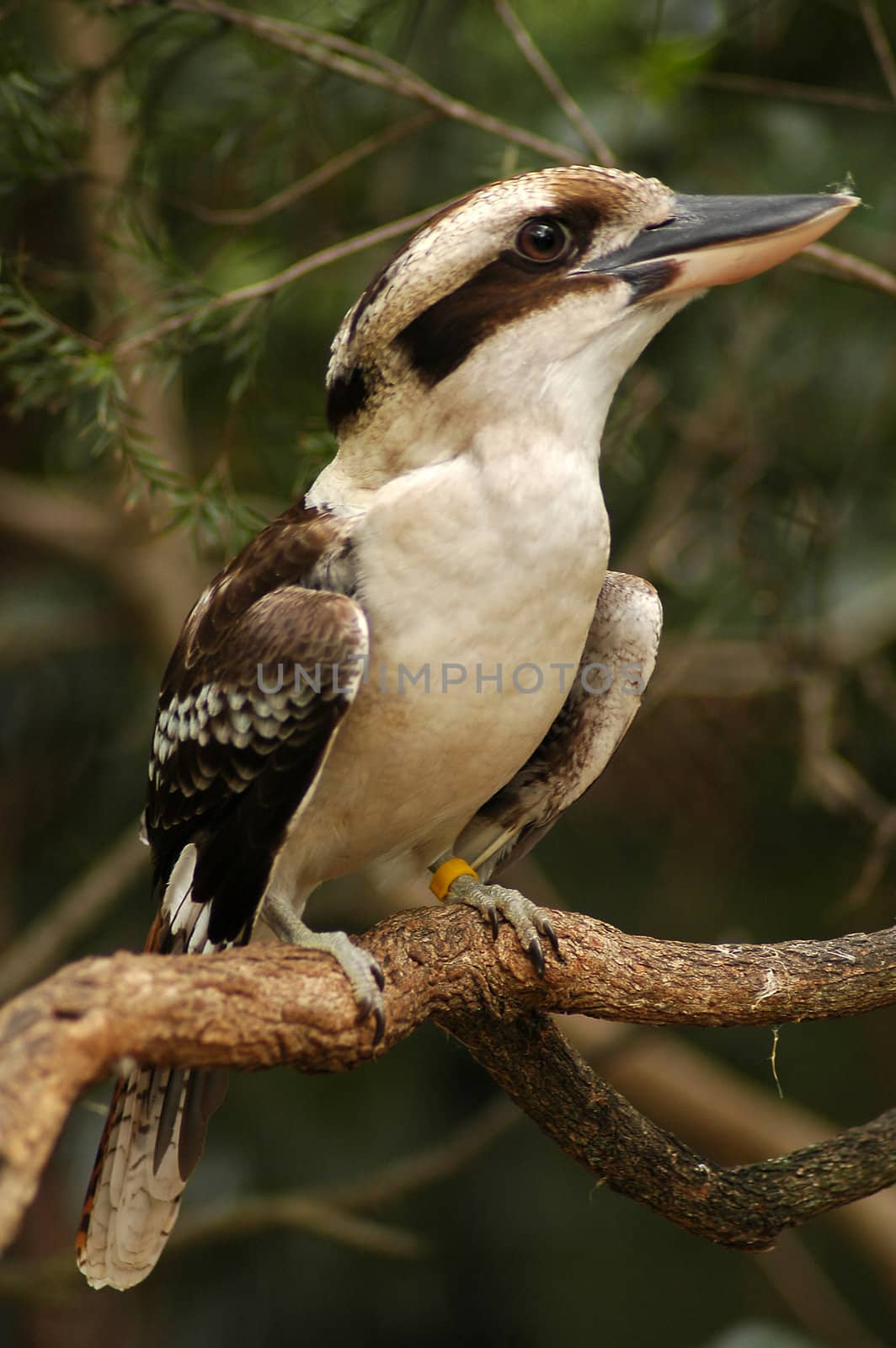 brown and white bird with big head sitting on a tree, it is Laughing Kookaburra, photo taken in sydney zoo