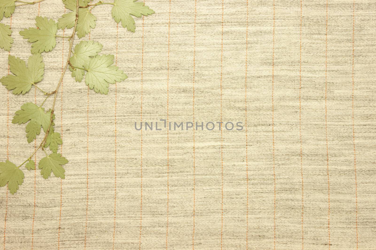 Dried green leaves over fabric textile by Arsen