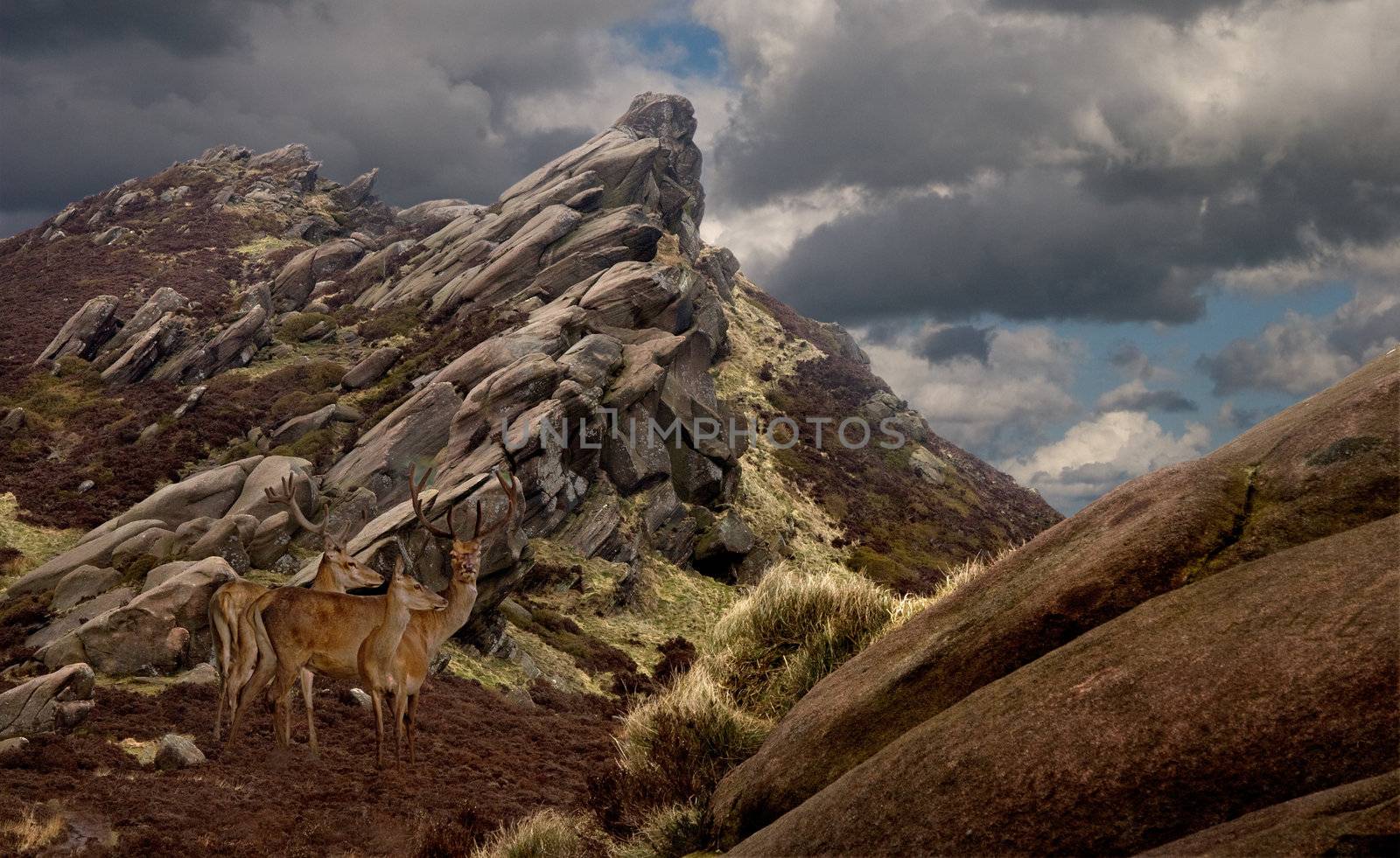 Wildlife at Ramshaw Rocks in the Staffordshire moorlands, England.