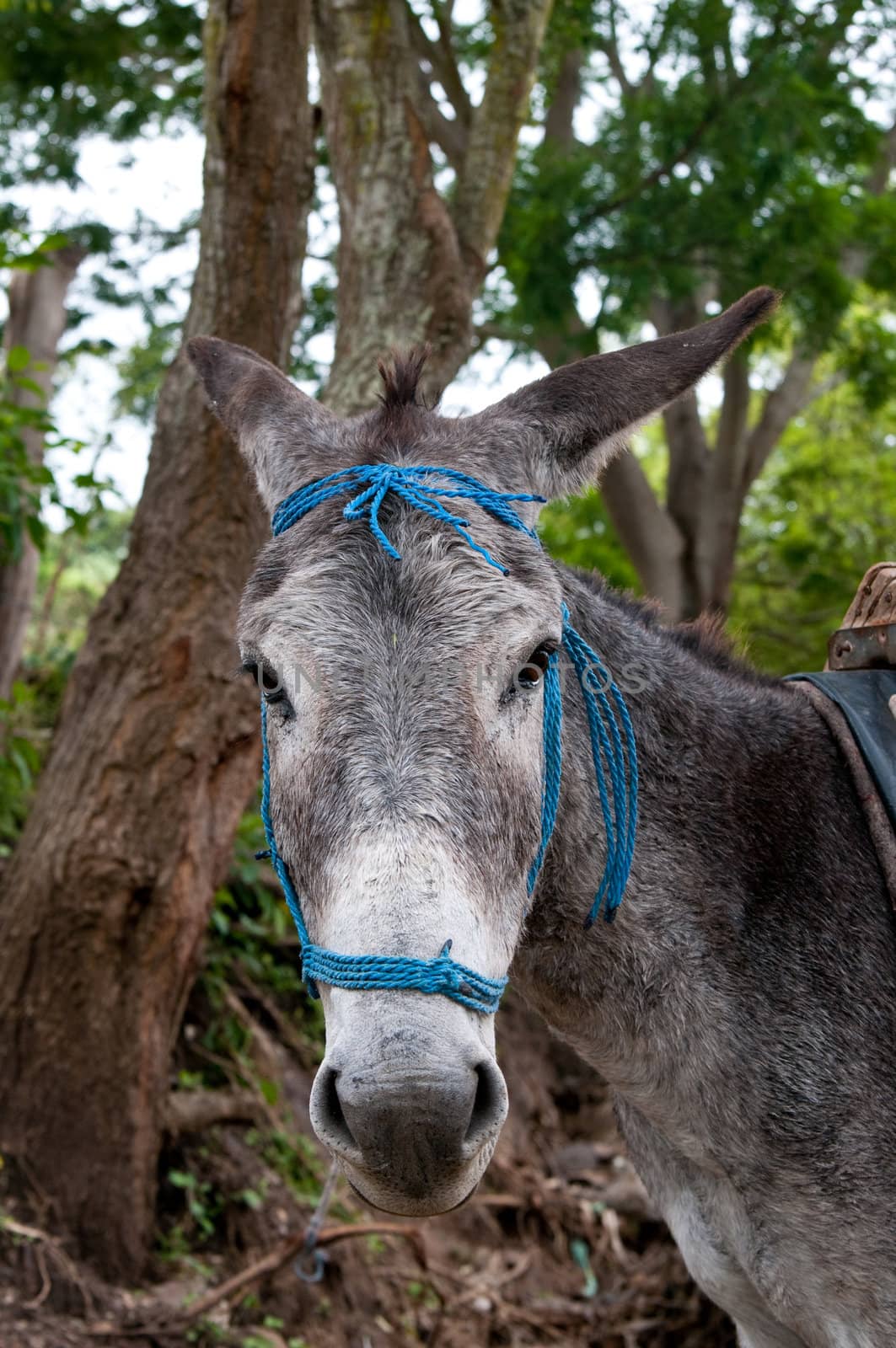THe picture of the donkey from Nicaragua
