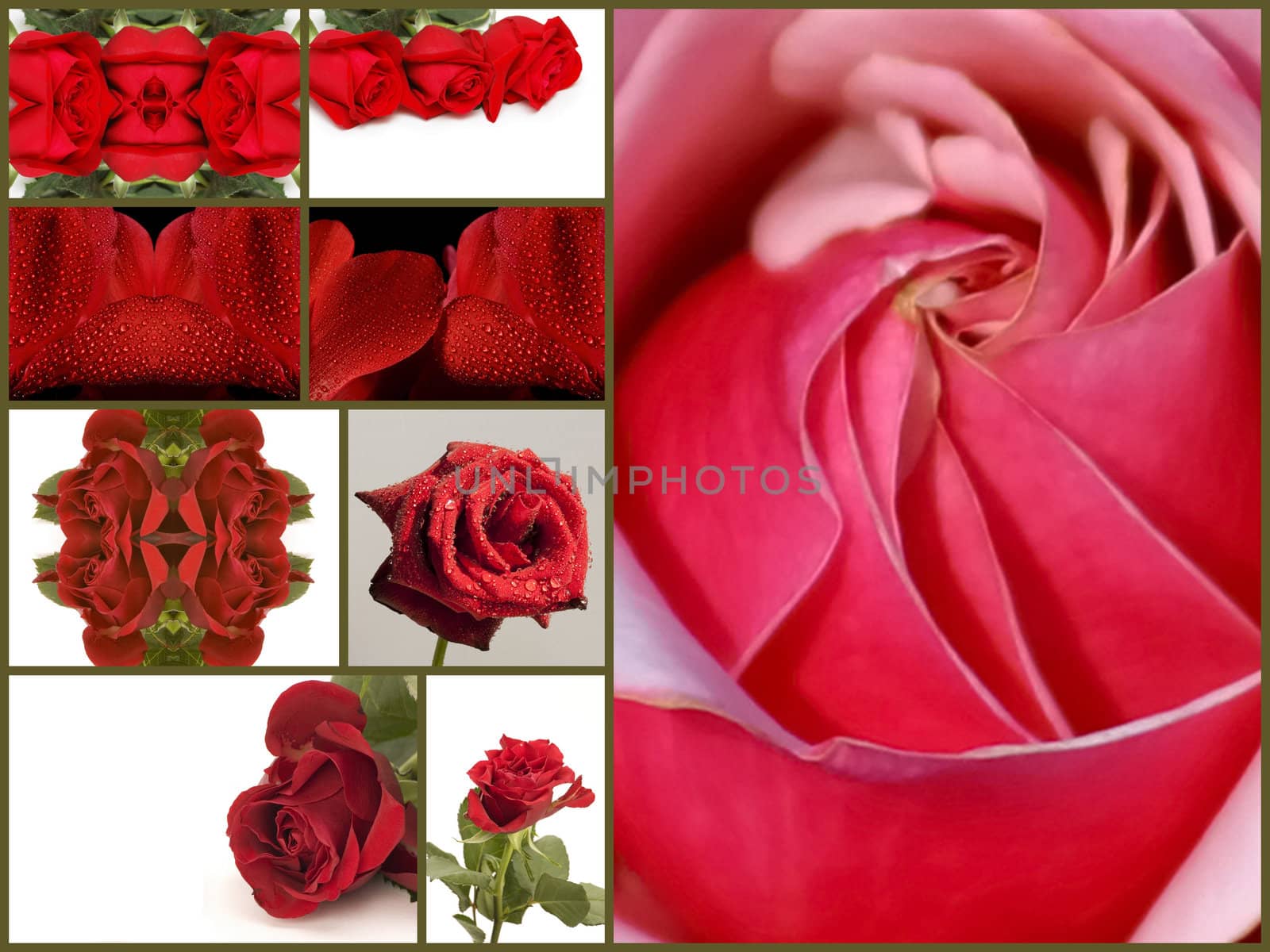 beatiful flowers collage of nine photos 