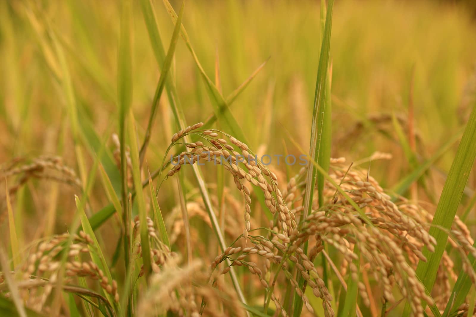 Paddy rice ready to be harvest by sacatani