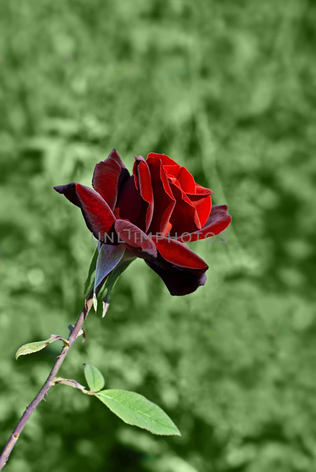 Red rose on green background