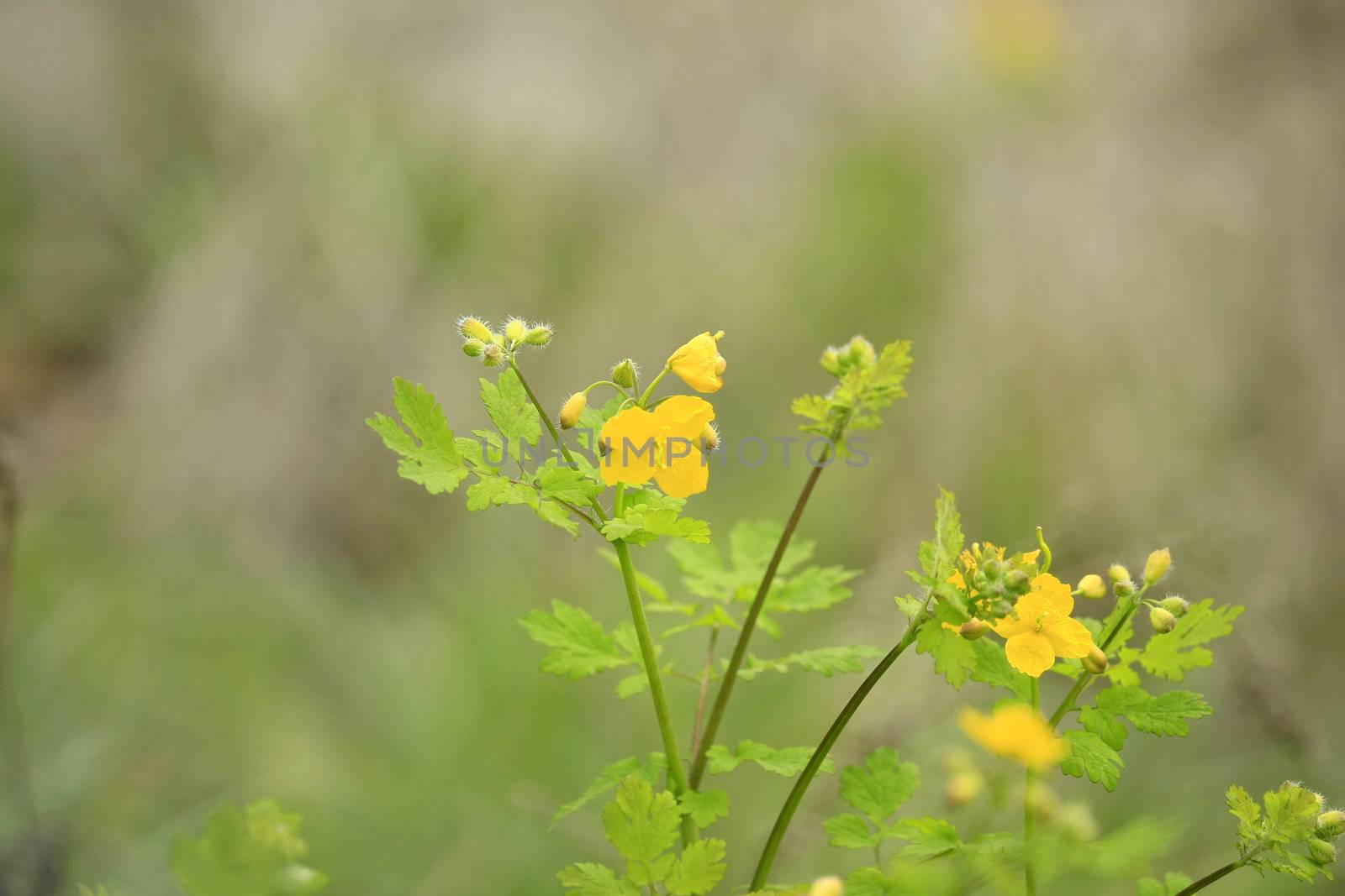 close up of yellow bidens flower on green background