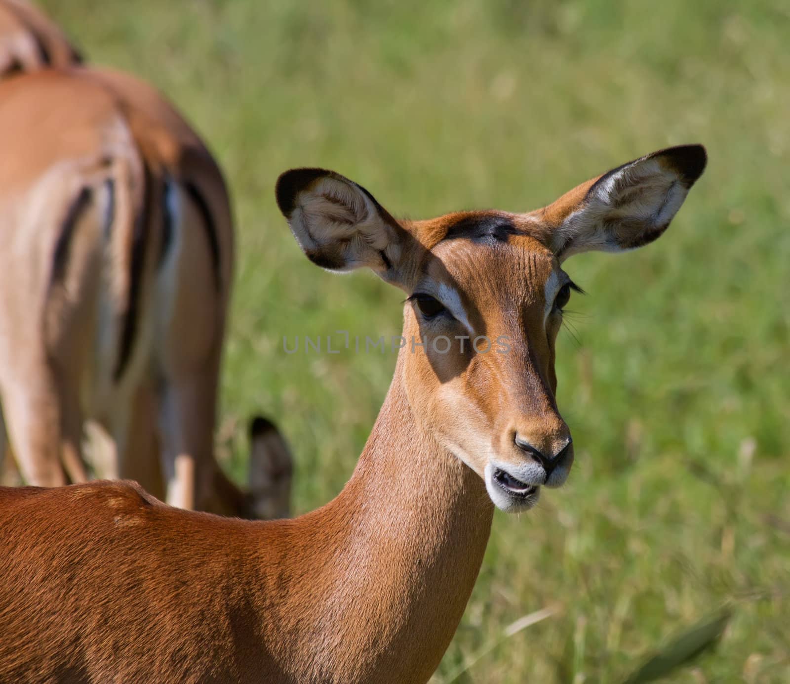 antelope