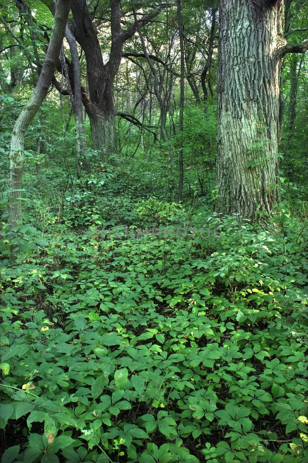 Dense understory vegetation covers the forest floor at Rock Cut State Park in Illinois.