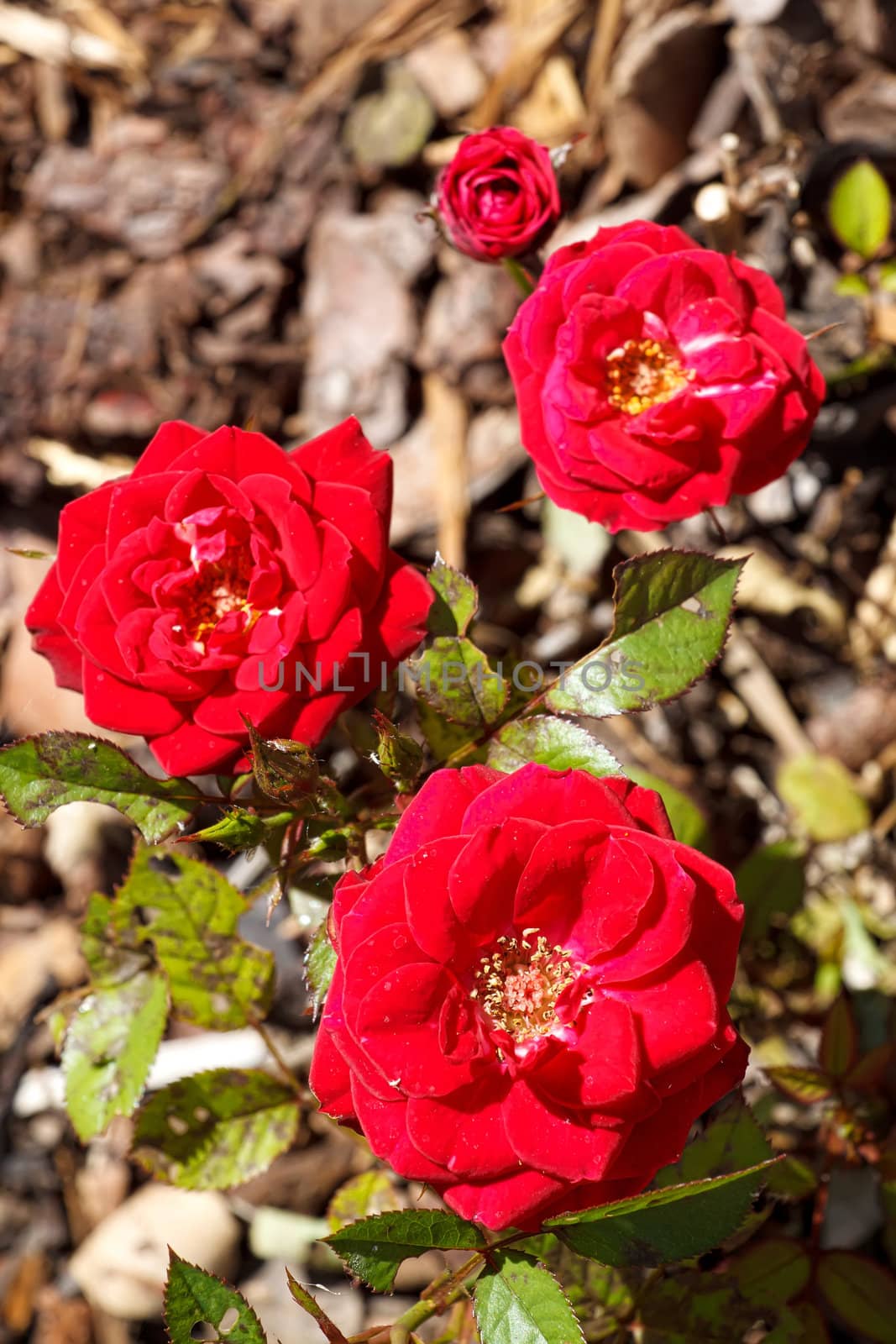 Four small red roses by artush