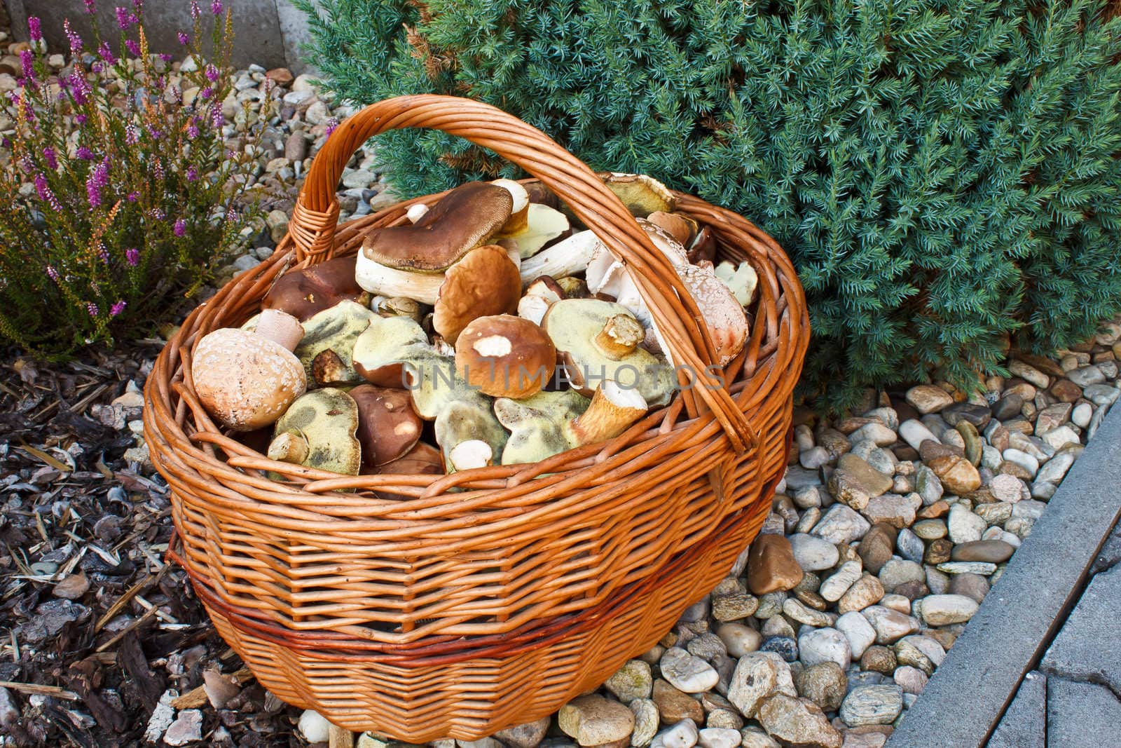Full basket of fresh autumn mushroom, founded in forest by artush