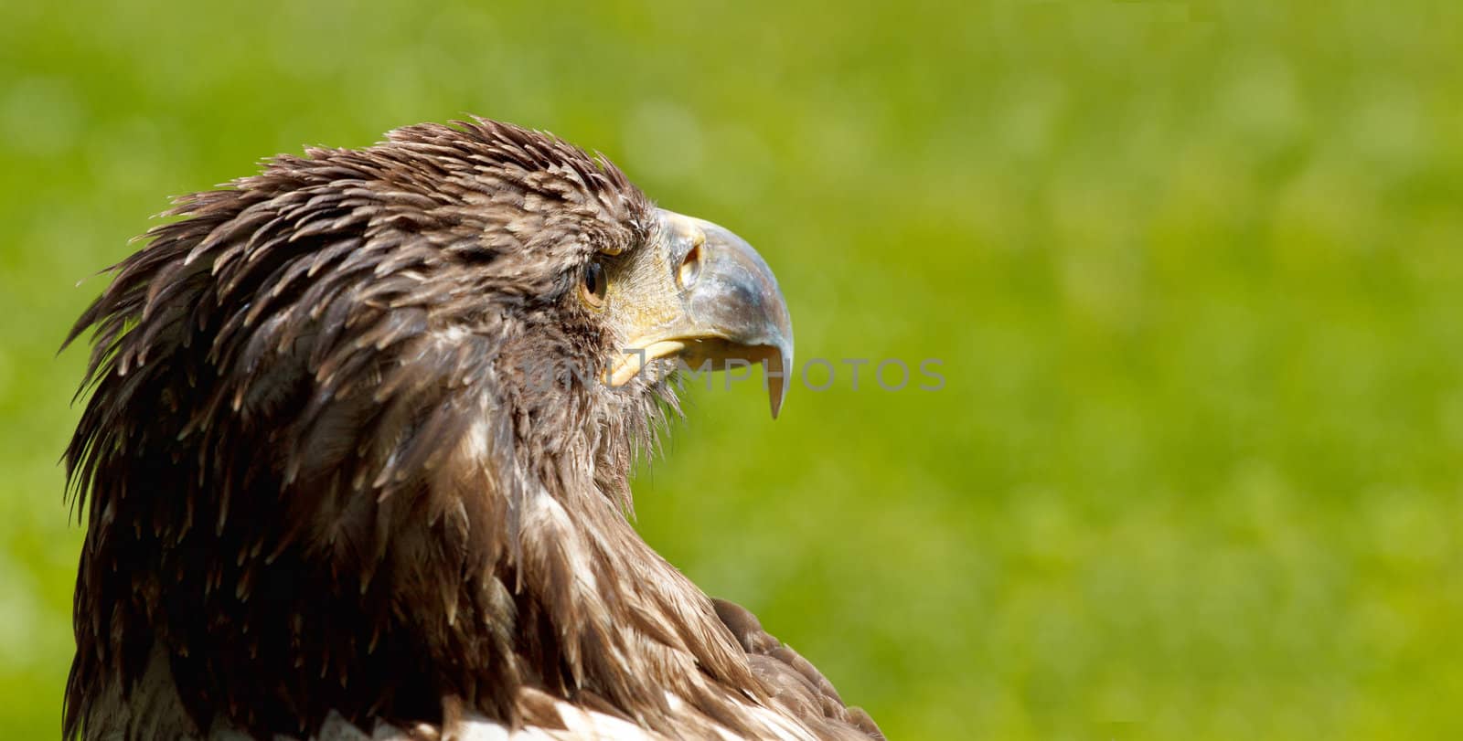 Big Sea Eagle (Haliaeetus albicill) looking for prey with space for text