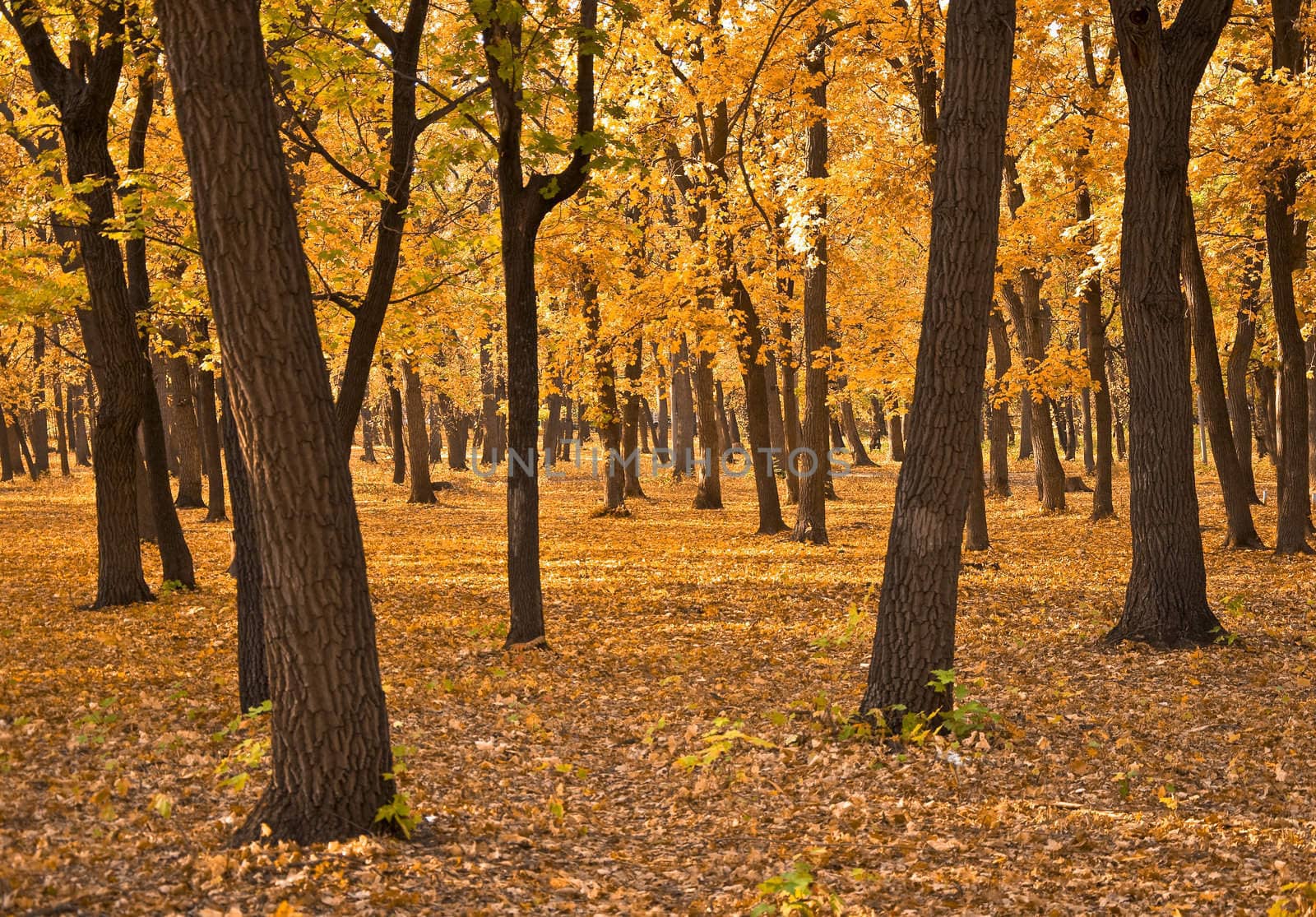 Autumn forest. Landscape. The ground is covered with yellow fallen leaves.