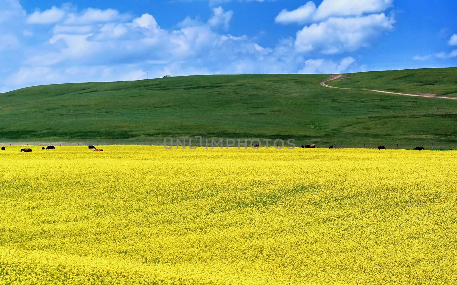 Valley and yellow field with oil seed rape in summer by xfdly5