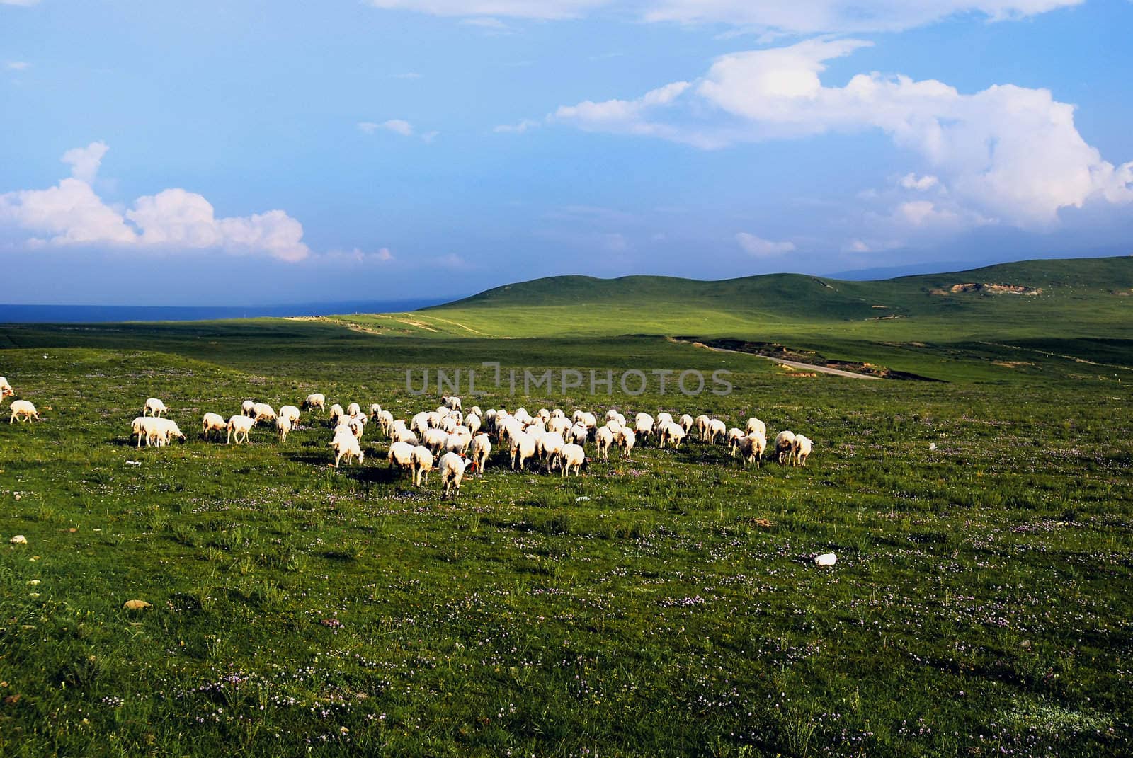 Green field and grazing sheep