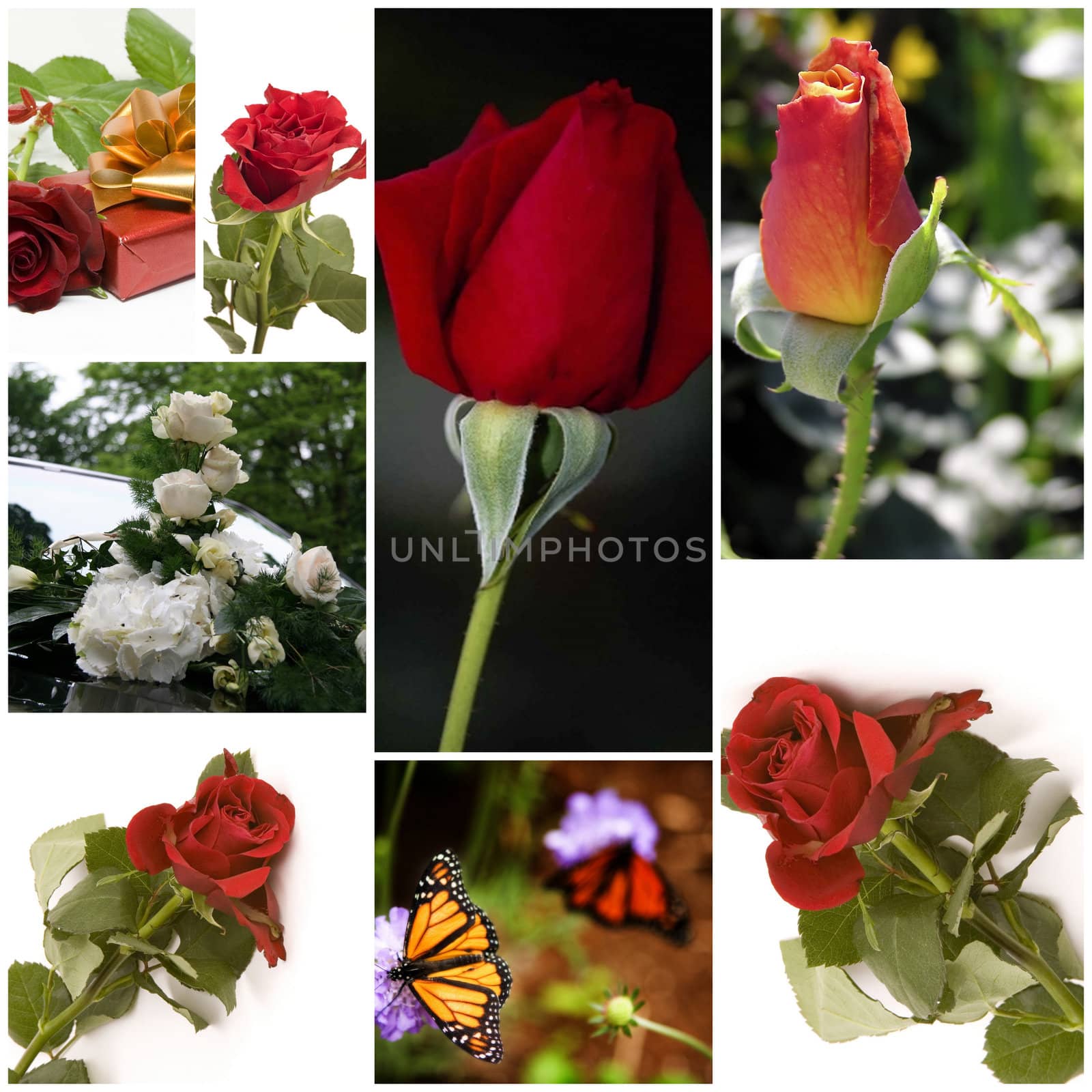 Rose flowers- collage of nine photos