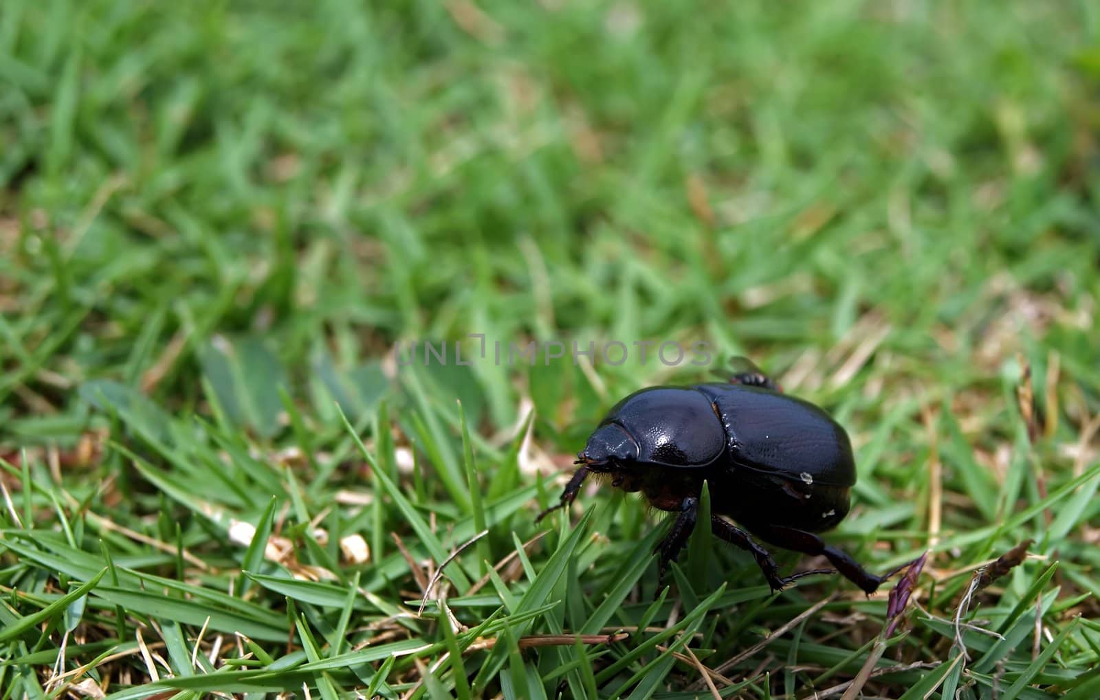 A Scavenging Scarab Beetle - Hybosorus Illigeri         