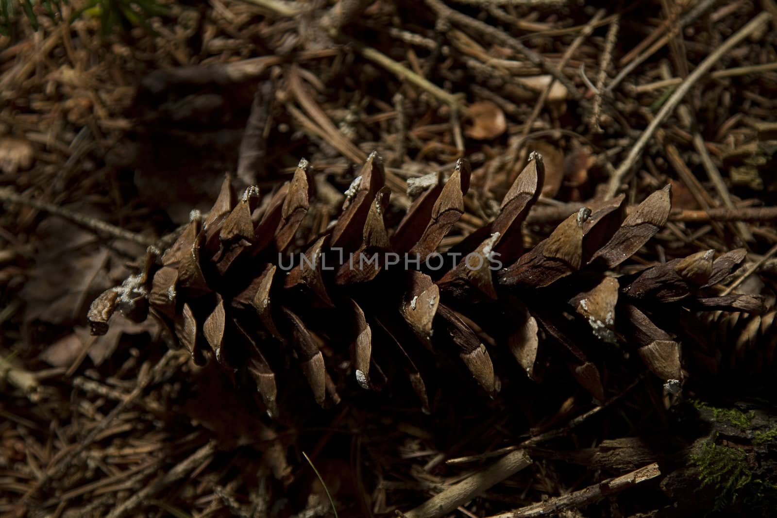 Pine cone resting on the dry forest floor