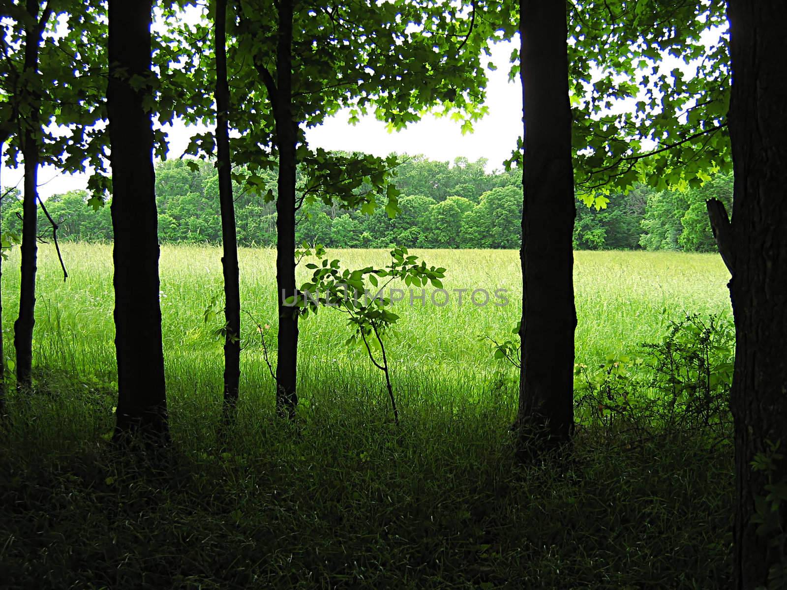 A landscape photograph of a peaceful forest.