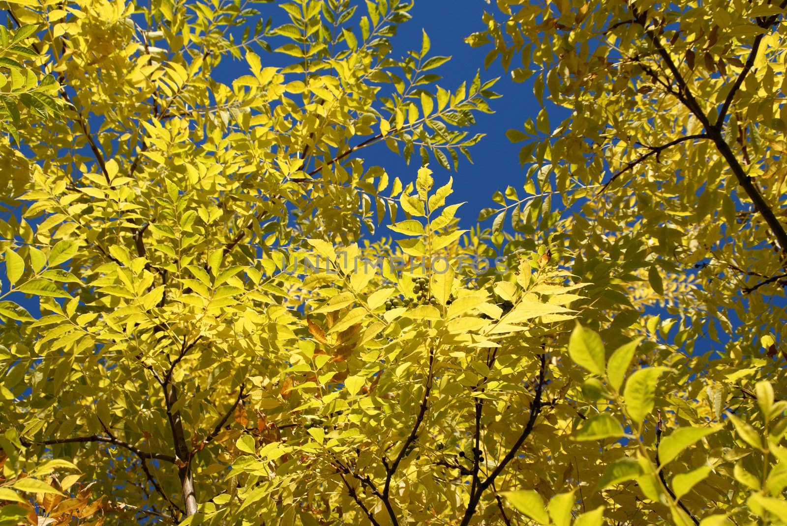 A view towards the yellow foliage of Phellodendron amurense and the blue sky in autumn.