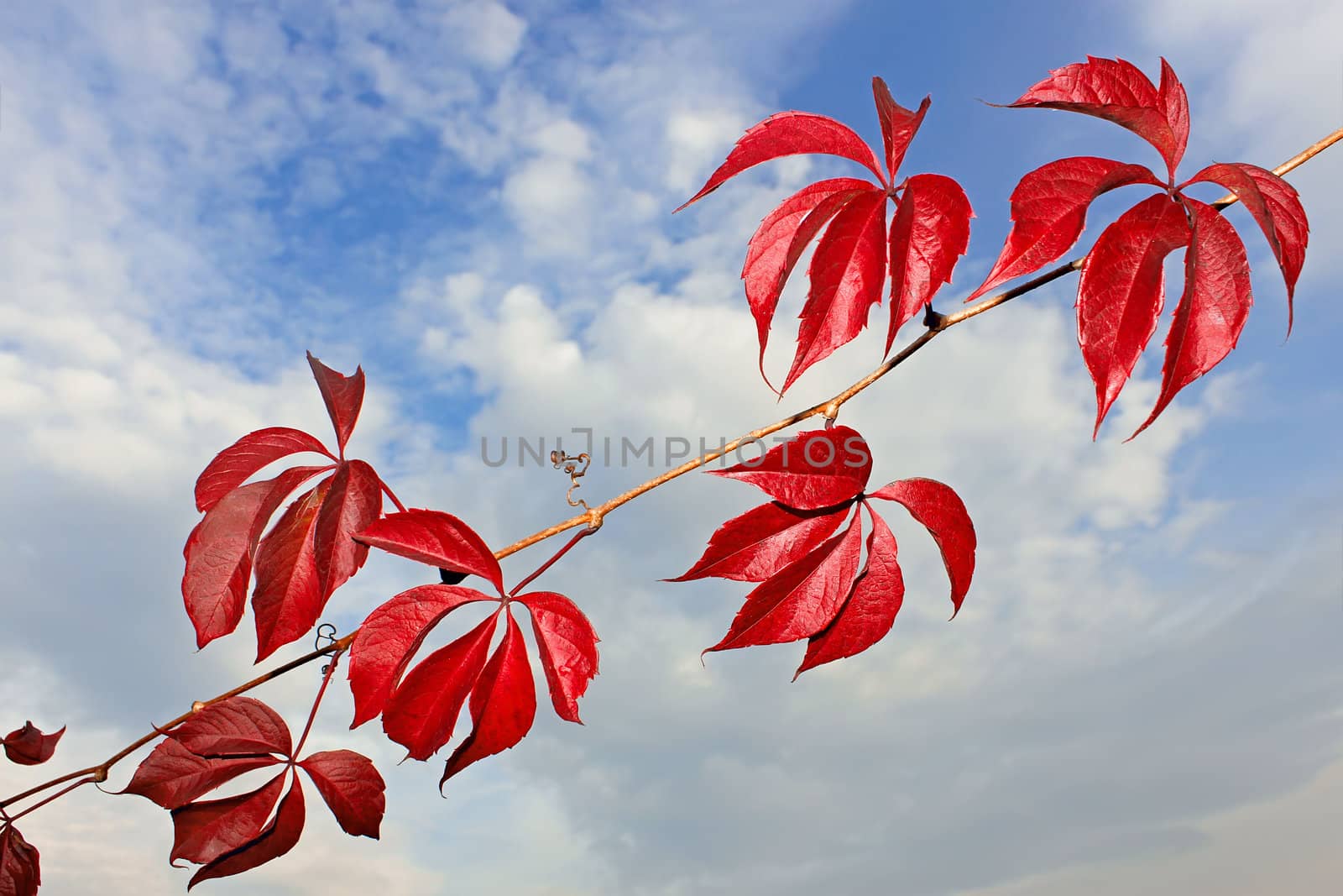 Branch of wild grapes with red autumn leaves against a background of cloudy sky