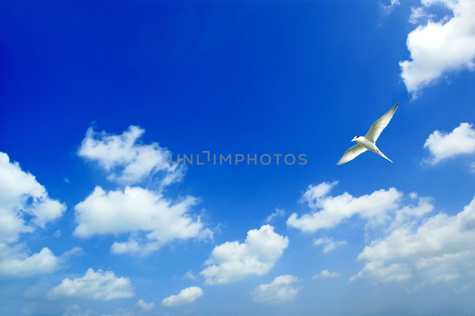 Birds flying in the sky by xfdly5