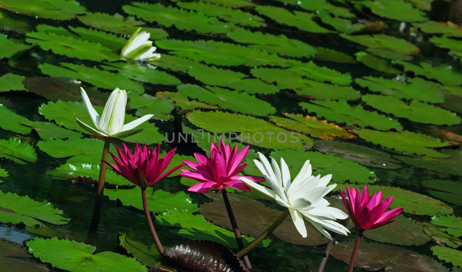 pink and white water lily by xfdly5