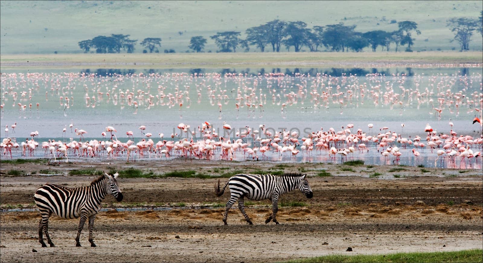 Two zebras and flamingo. Two zebras go on coast of lake from a flamingo.