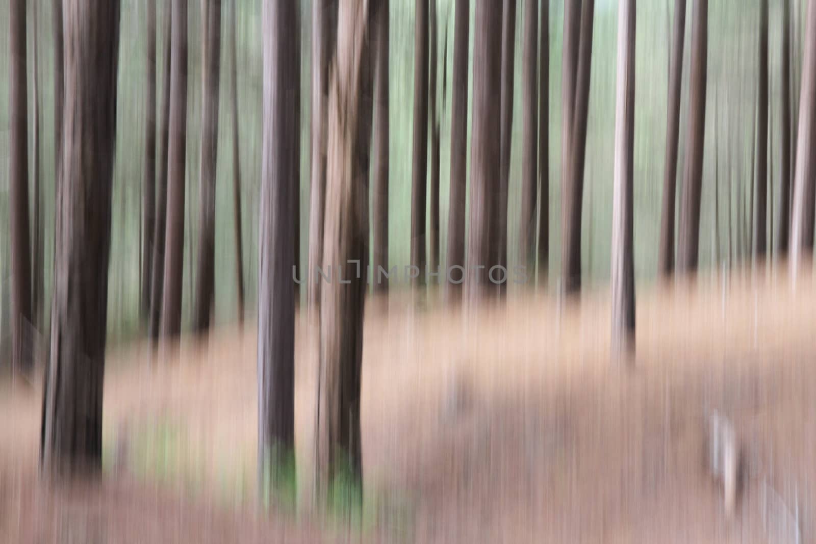 Pine tree woodland with shapes and textures, natural  blurred abstract background effect.