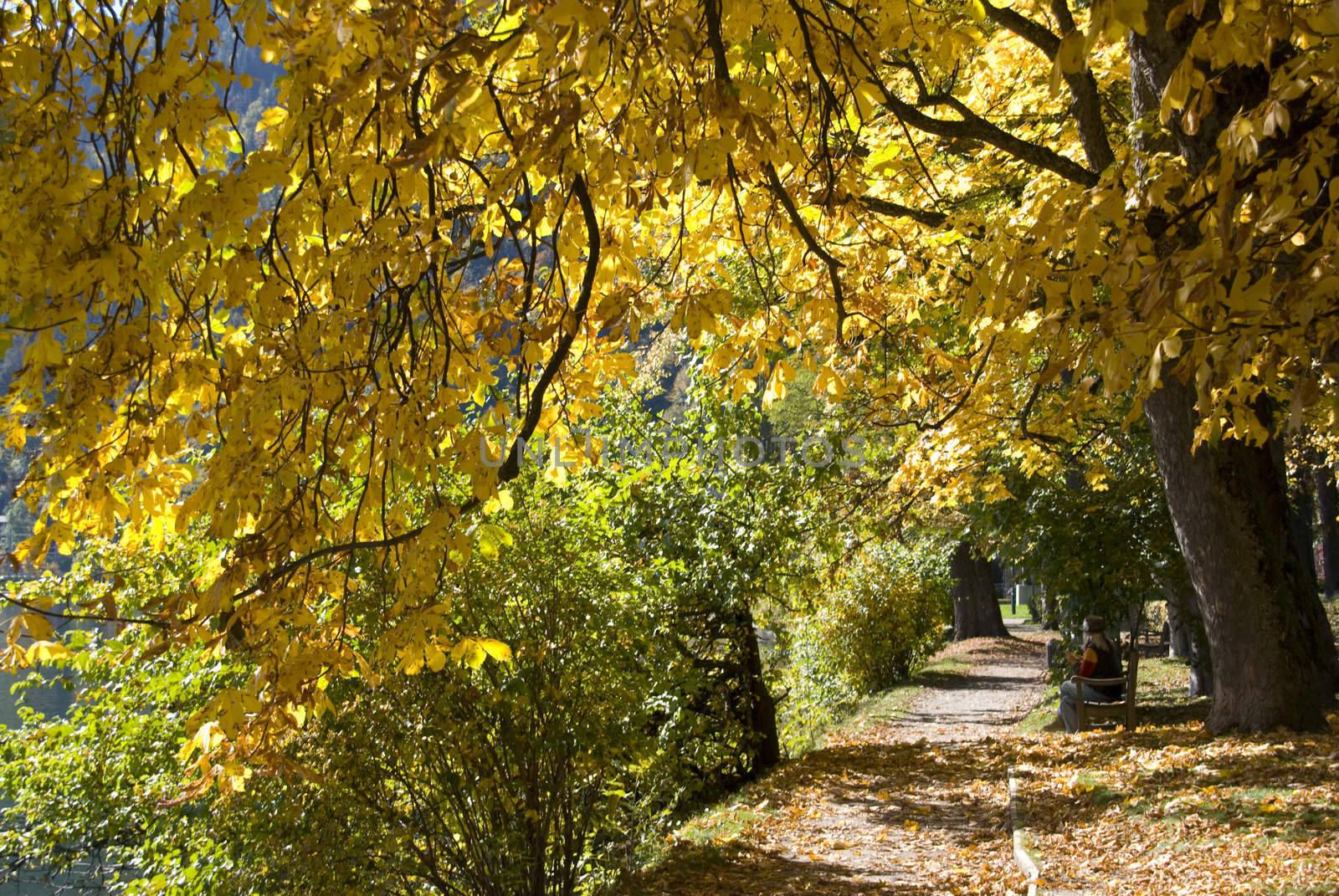 Beautiful trees at autumn in "Zell am See", Austria