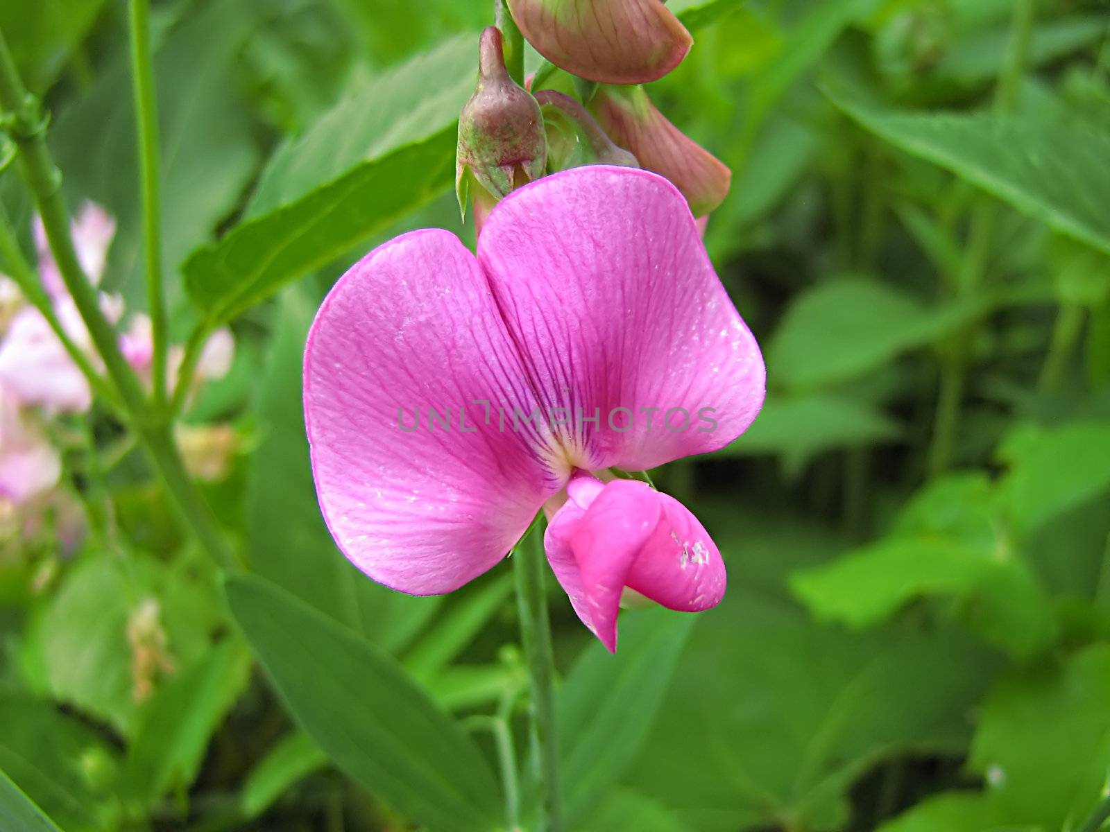 A photograph of a pink flower in a field.