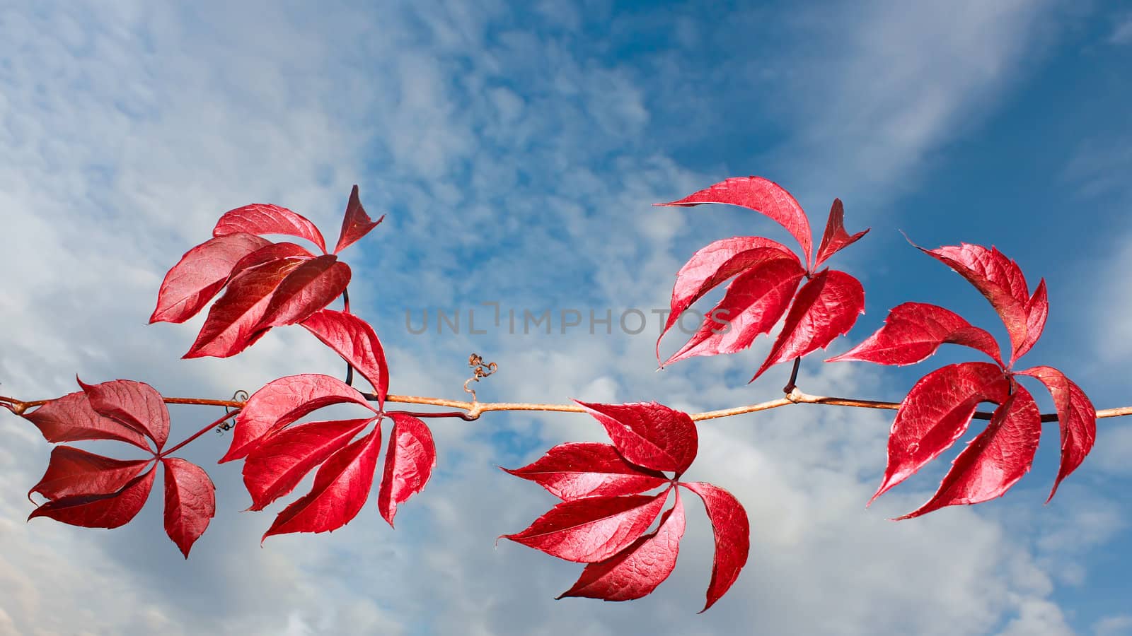 Branch of wild grapes with red autumn leaves