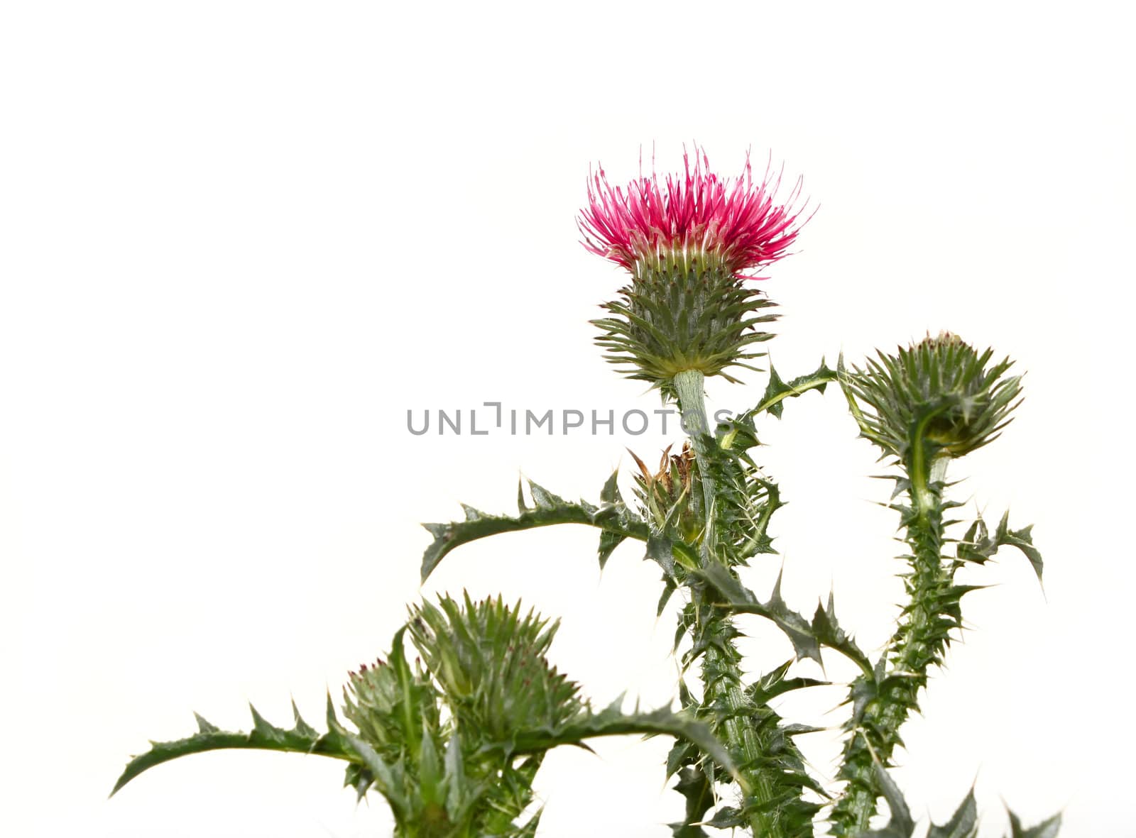 Thistle flower on the plant isolated on white background