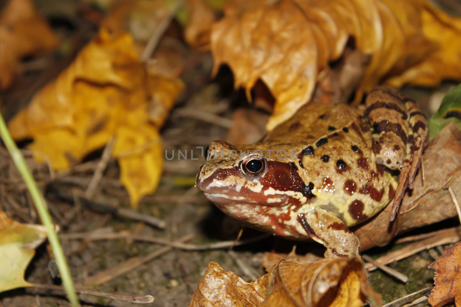 Meadows frog in the woods in autumn (I) by qiiip