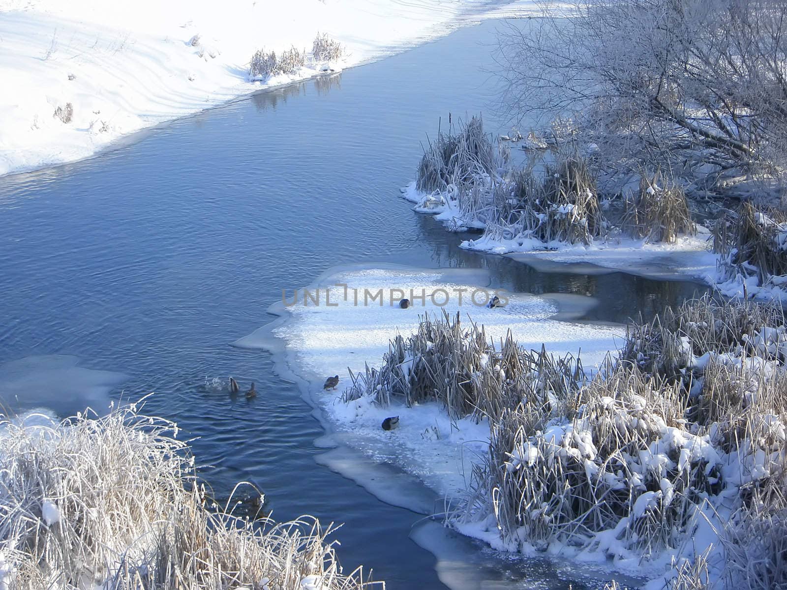 Wild ducks floating on the river in 18-degree frost