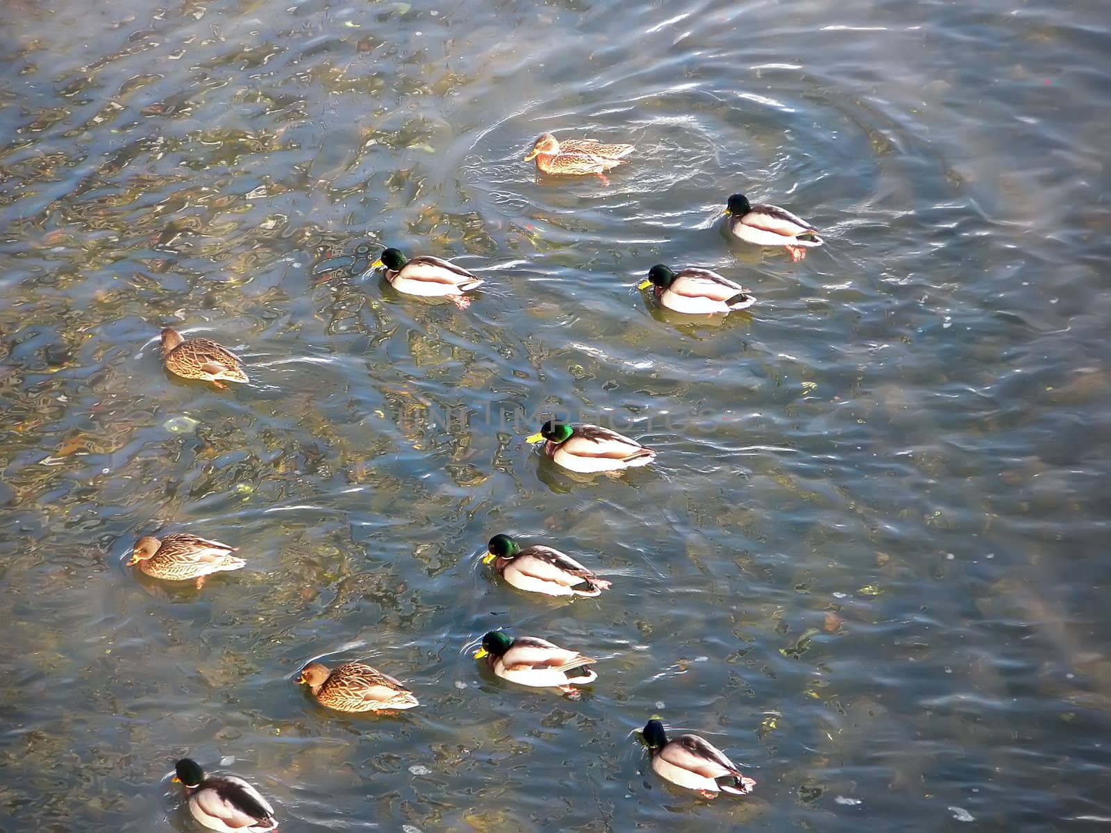 Group of wild ducks swimming in the river waterway. Winter. Non-freezing river