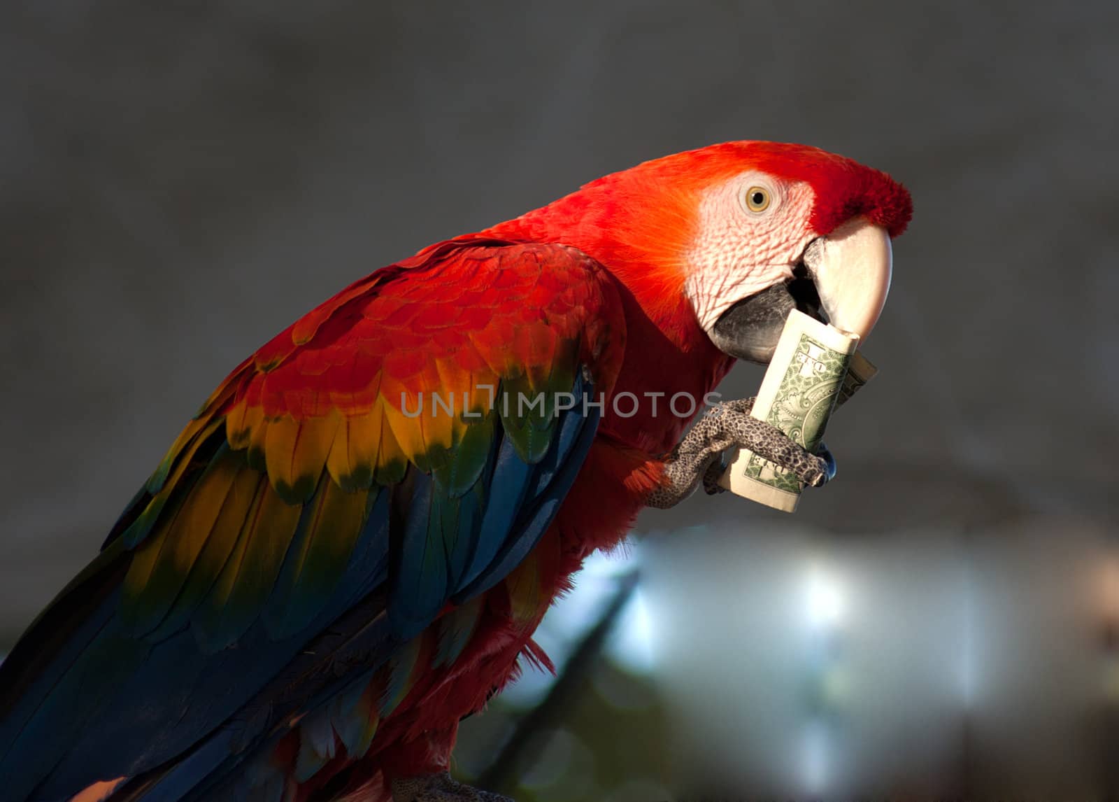 parrot eating 1 dollar bank note by GunterNezhoda