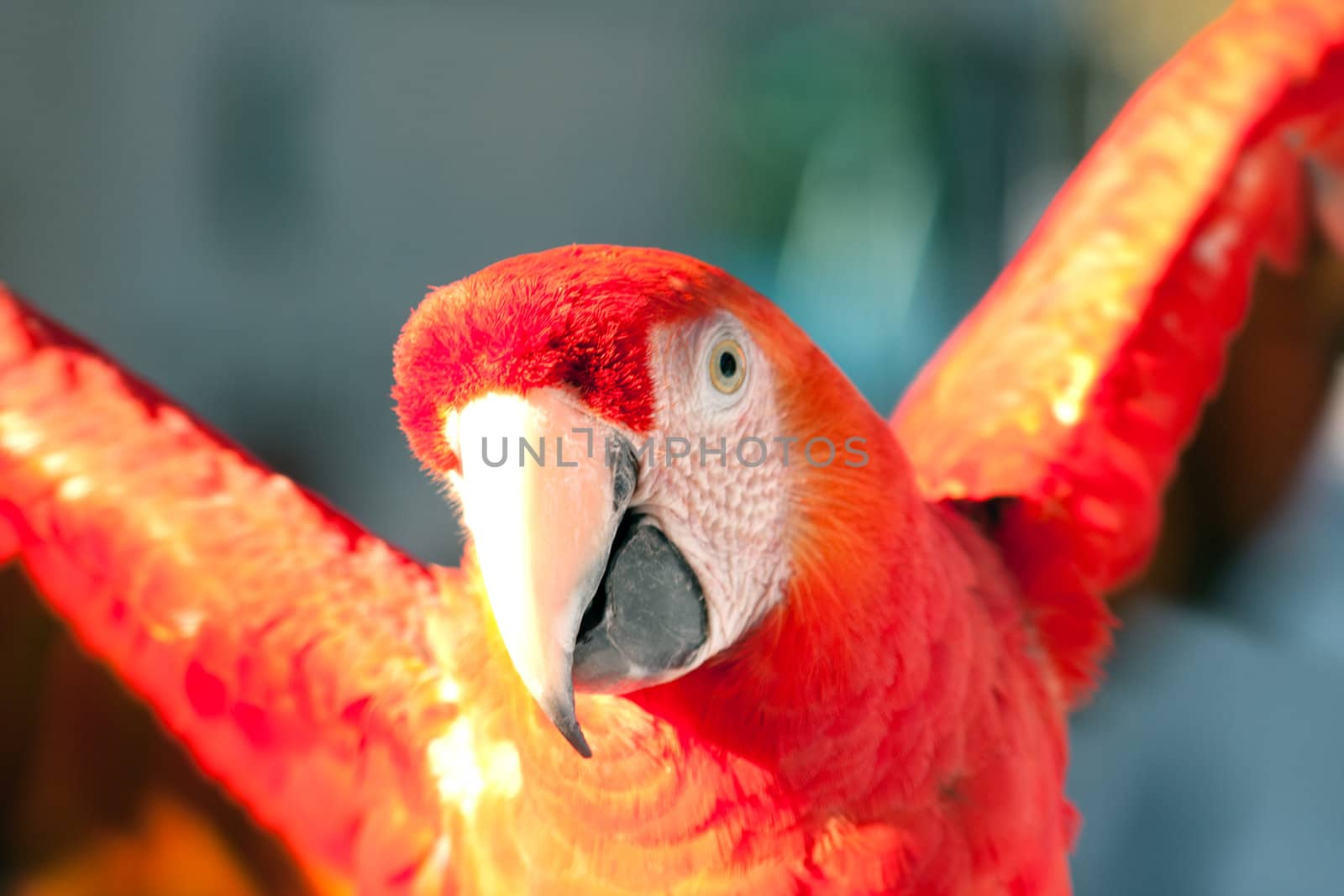 colorful parrot by GunterNezhoda