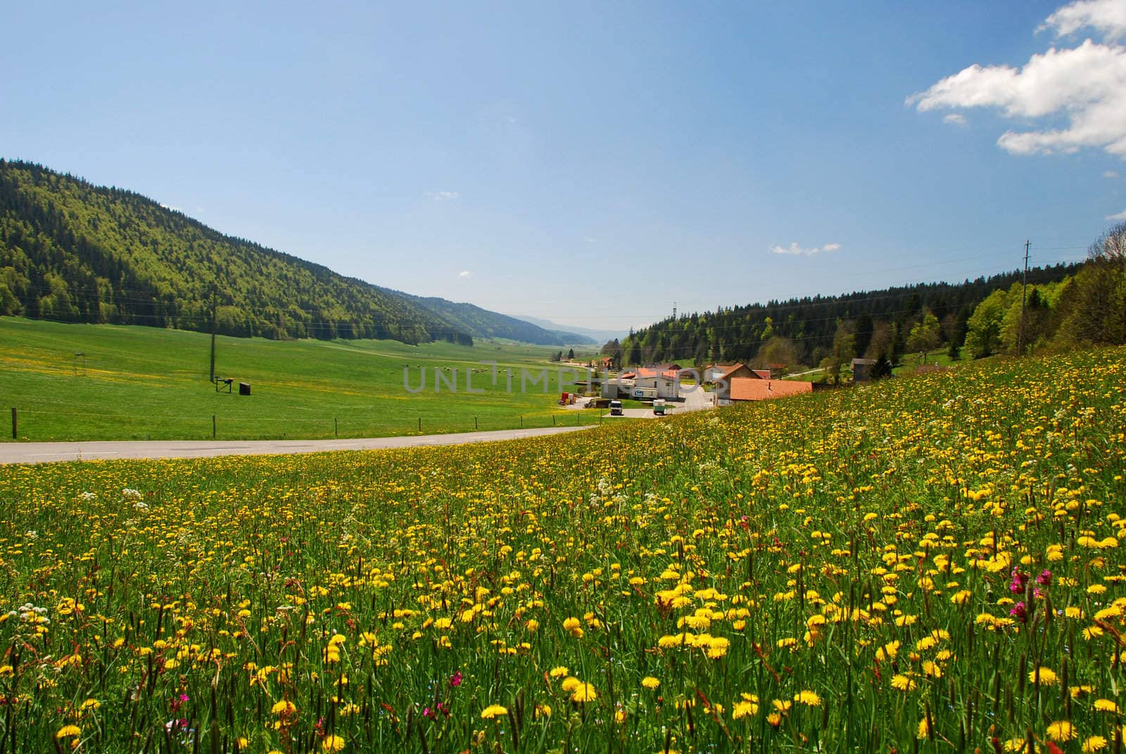 This is very large valley calling "Vallee de la Sagne et des Ponts" situating in Switzerland Jura, it is a Field of dandelions with some houses, farms, cows and the forest in the background