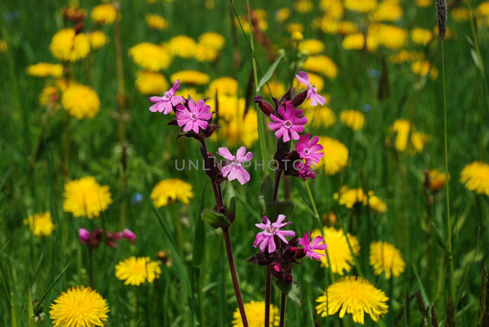 Spring flowers in "Vall�e de la Sagne et des Ponts", Switzerland Jura