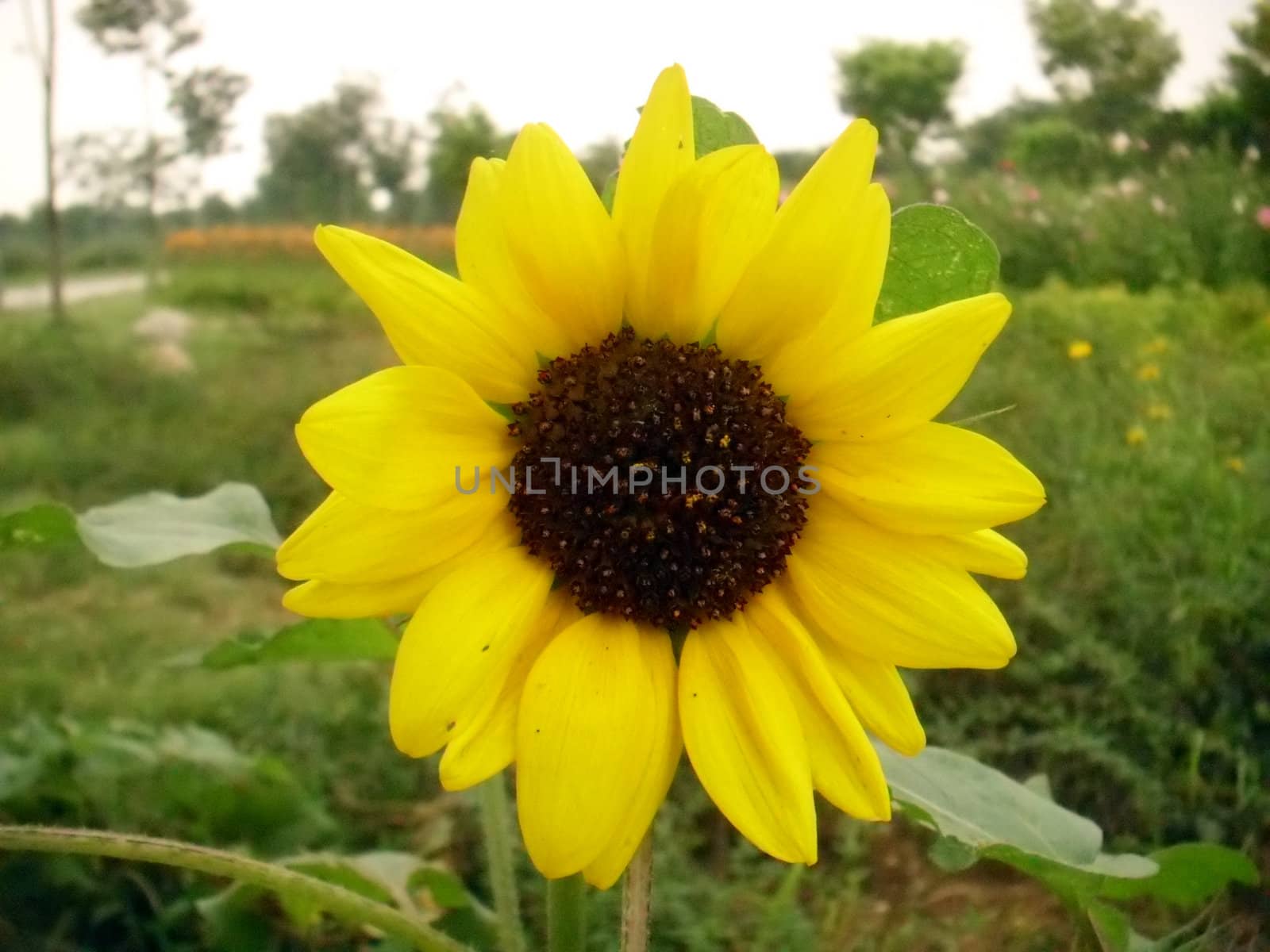 sunflower