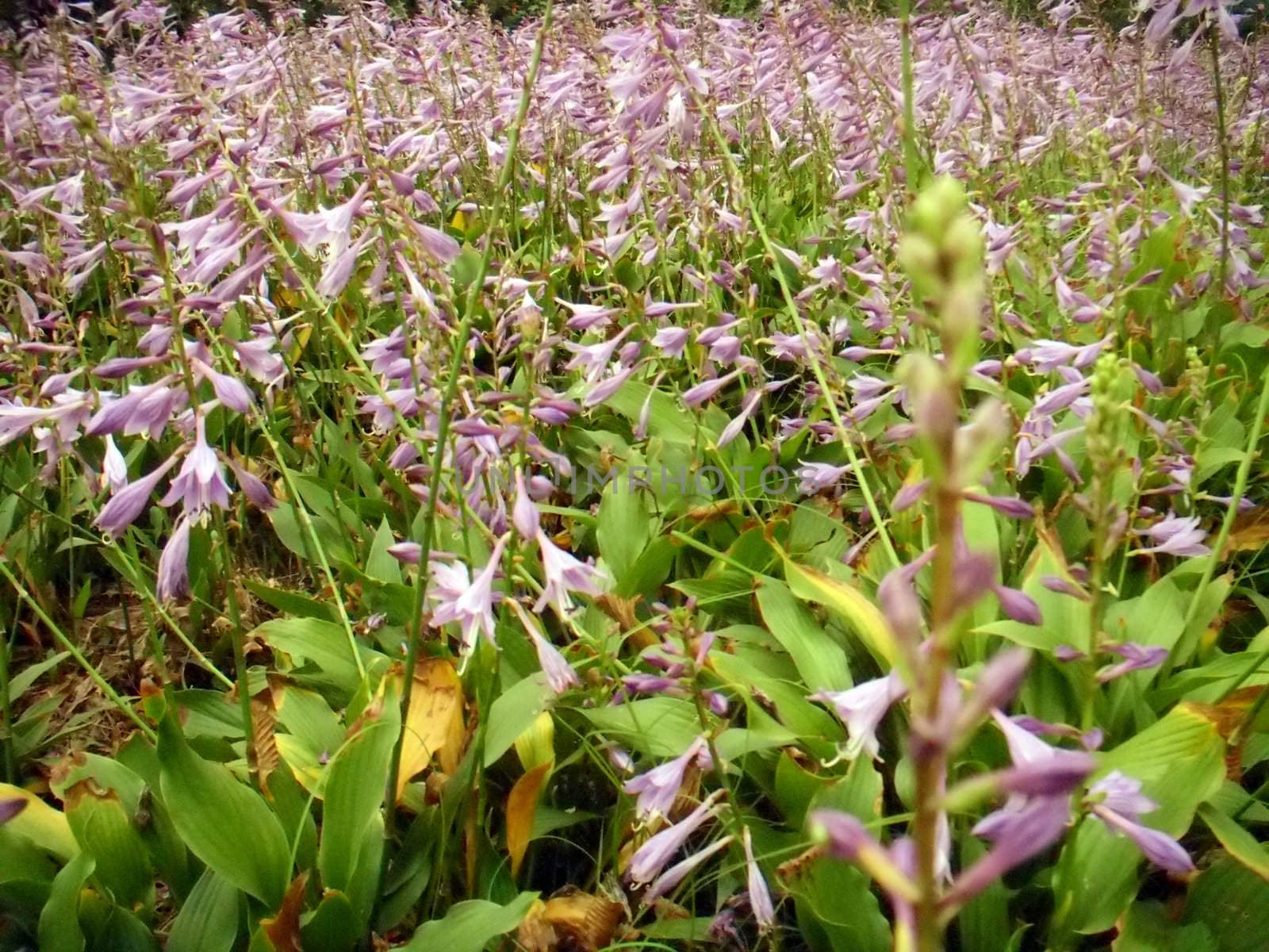 purple hosta flower