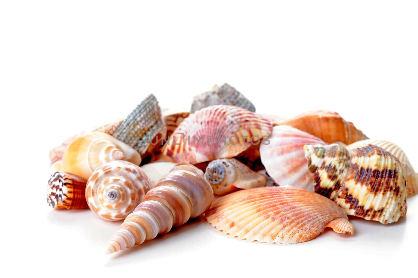 Shells by billberryphotography