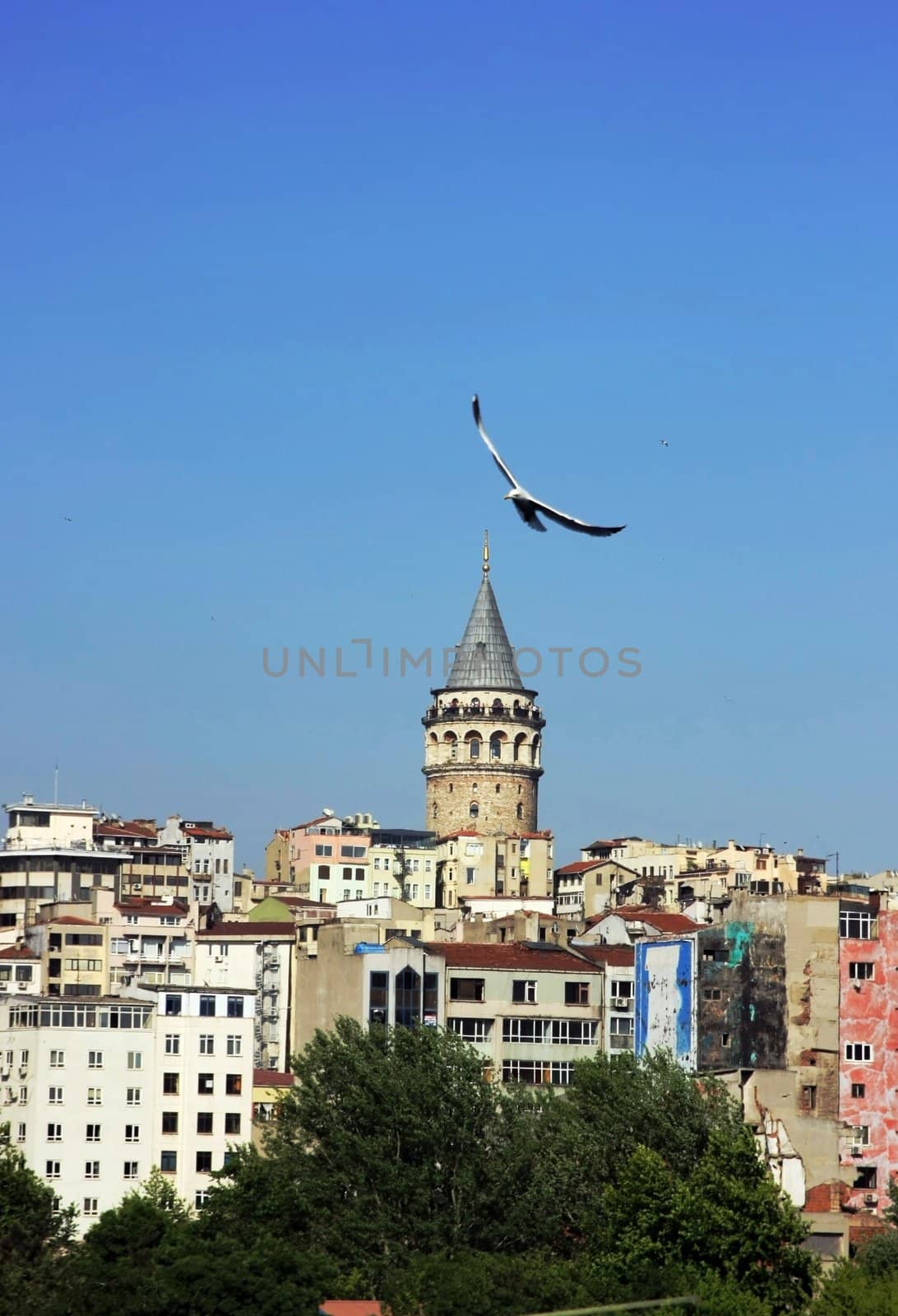 Galata Tower and Seagull in Istanbul-Turkey