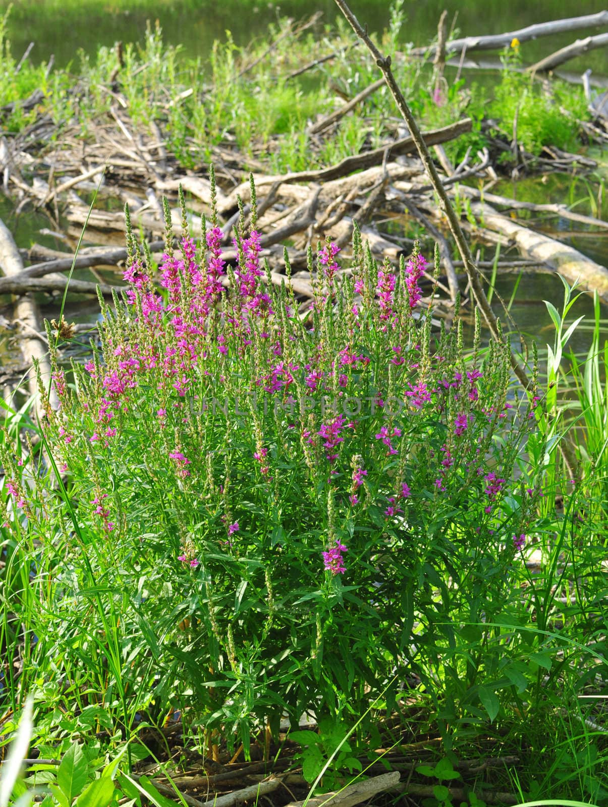 coastal grass and small blue flowers against river. 