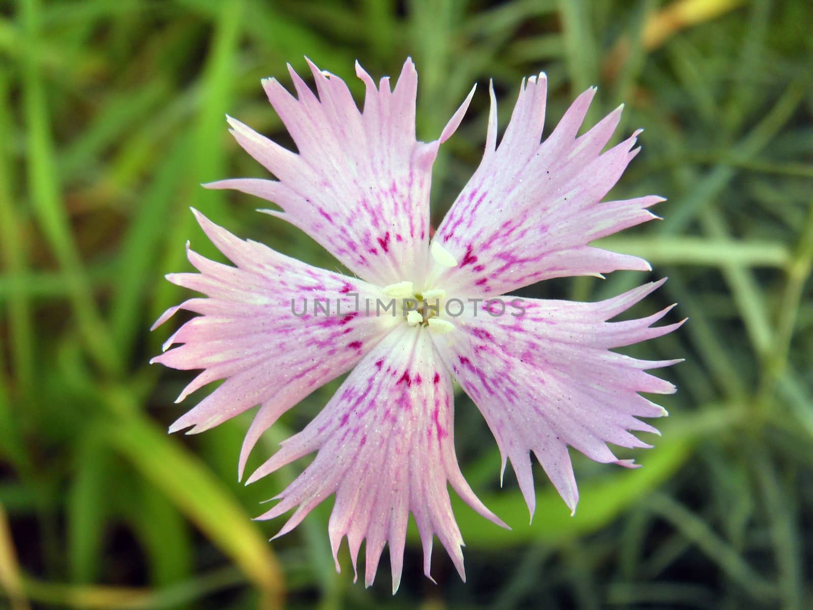 dianthus chinensis