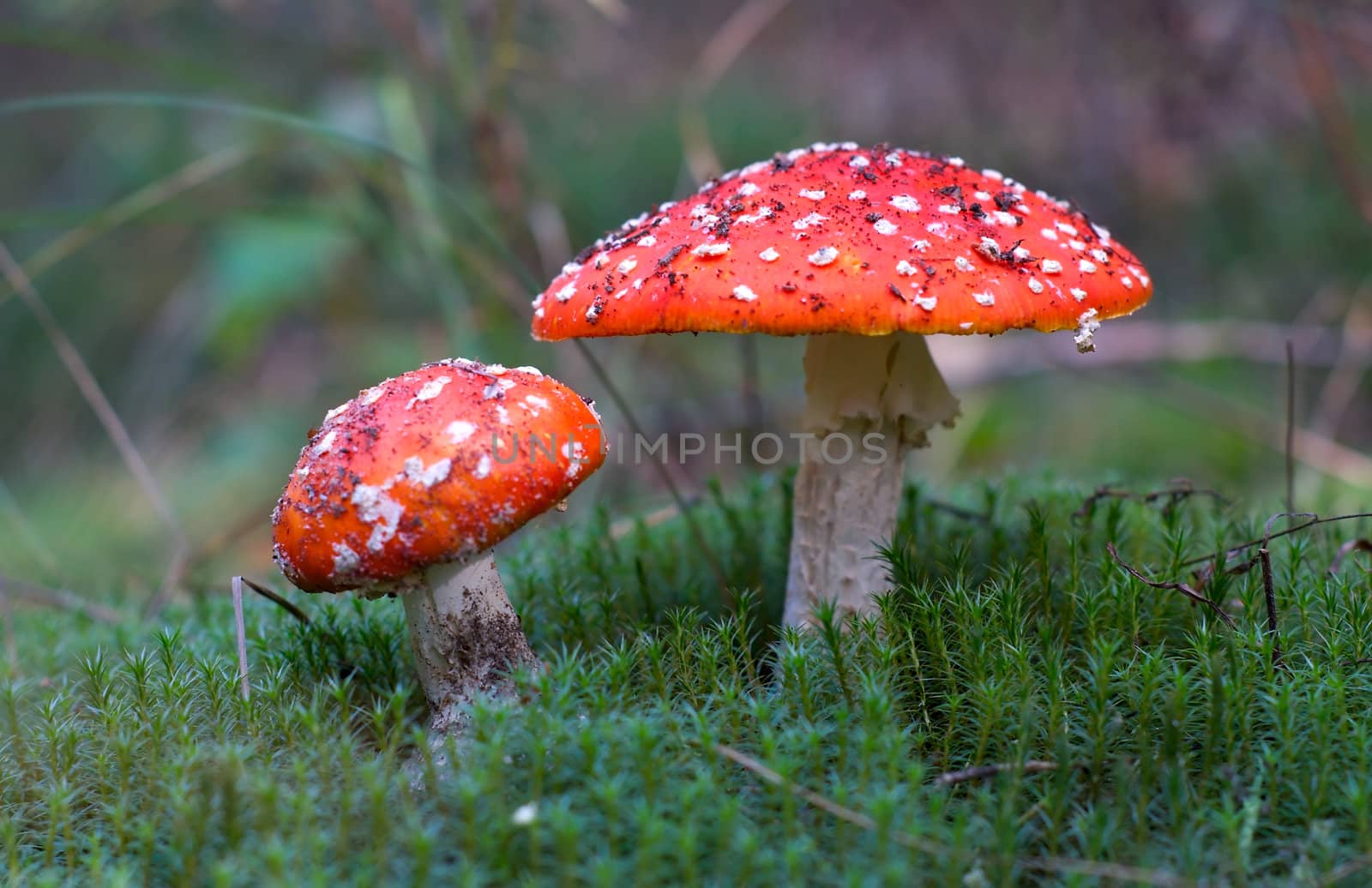 Two red mushrooms among moss